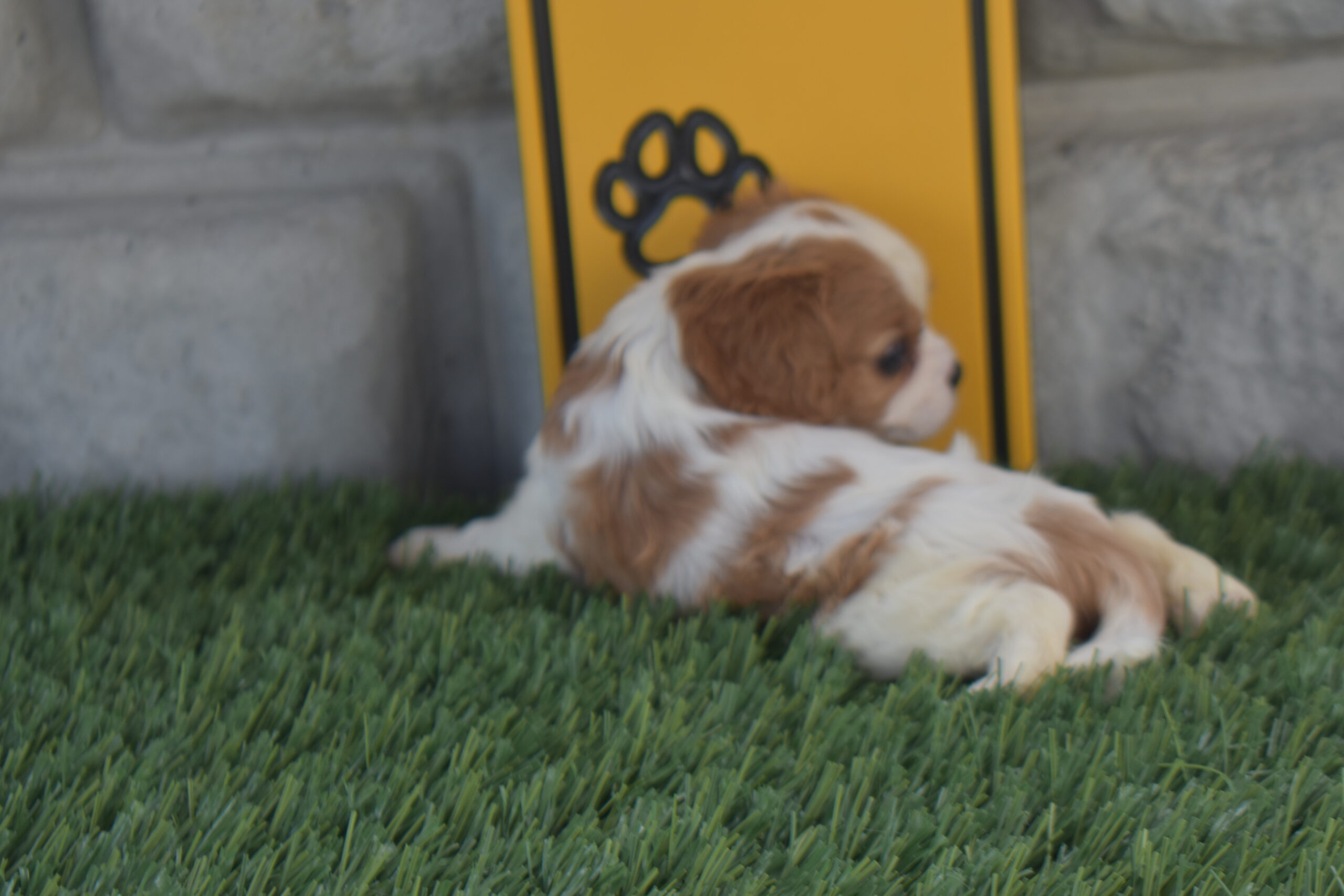 Ms.olivia the Cavalier - Image 5