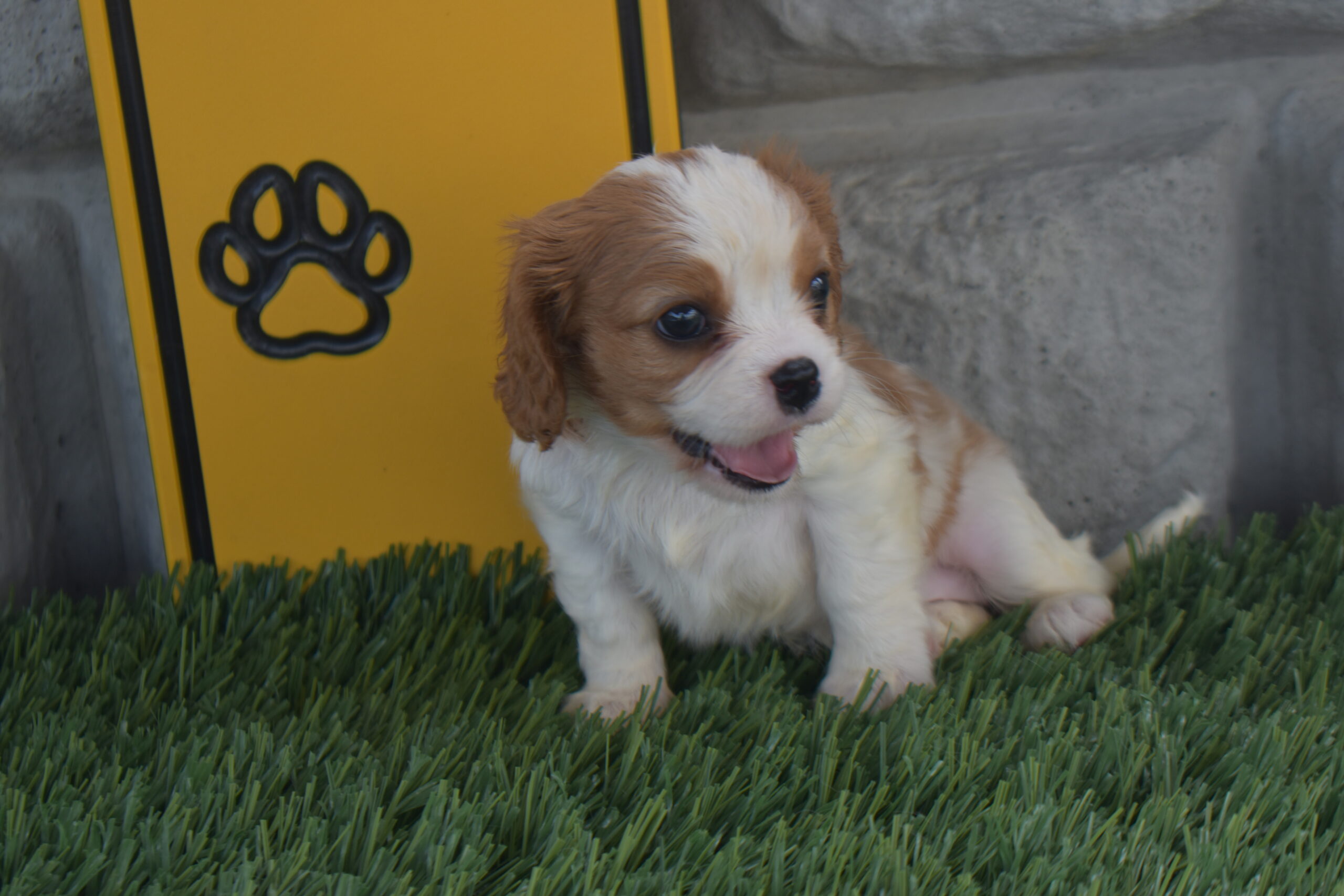 Ms.olivia the Cavalier - Image 2