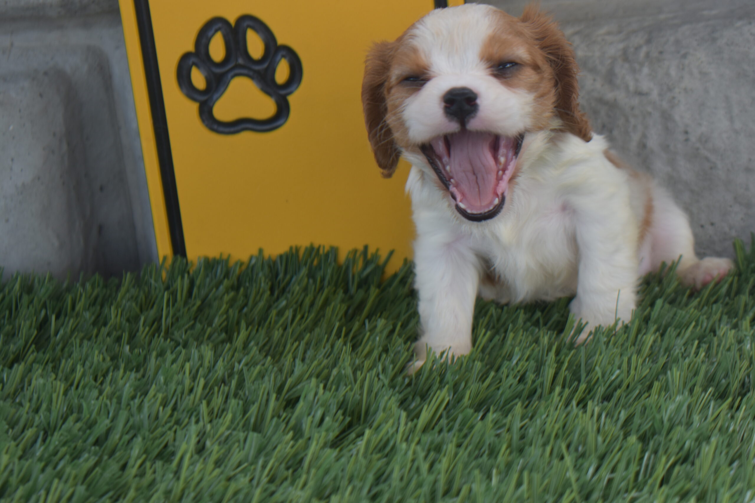 Ms.olivia the Cavalier - Image 3