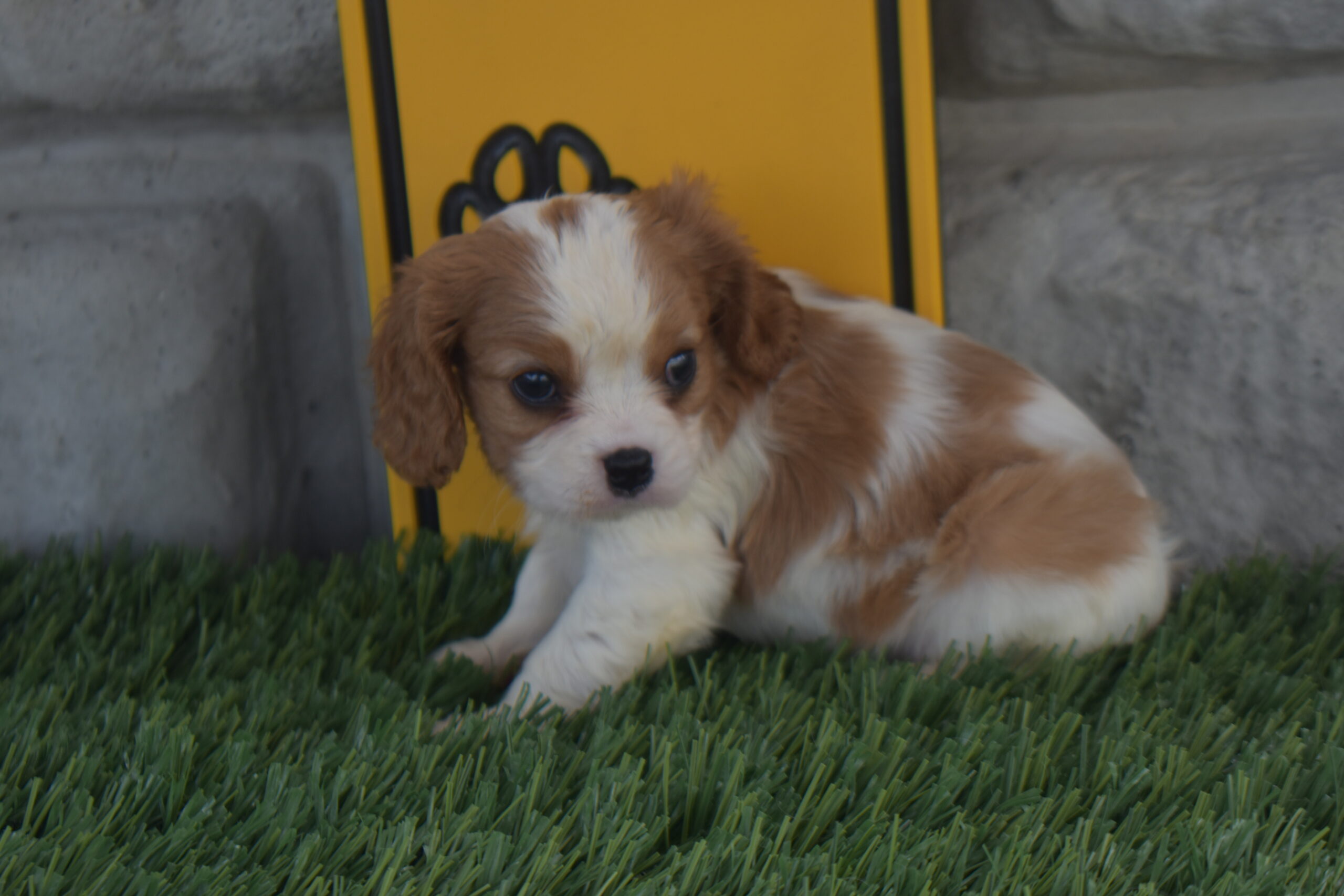 Ms.olivia the Cavalier - Image 4