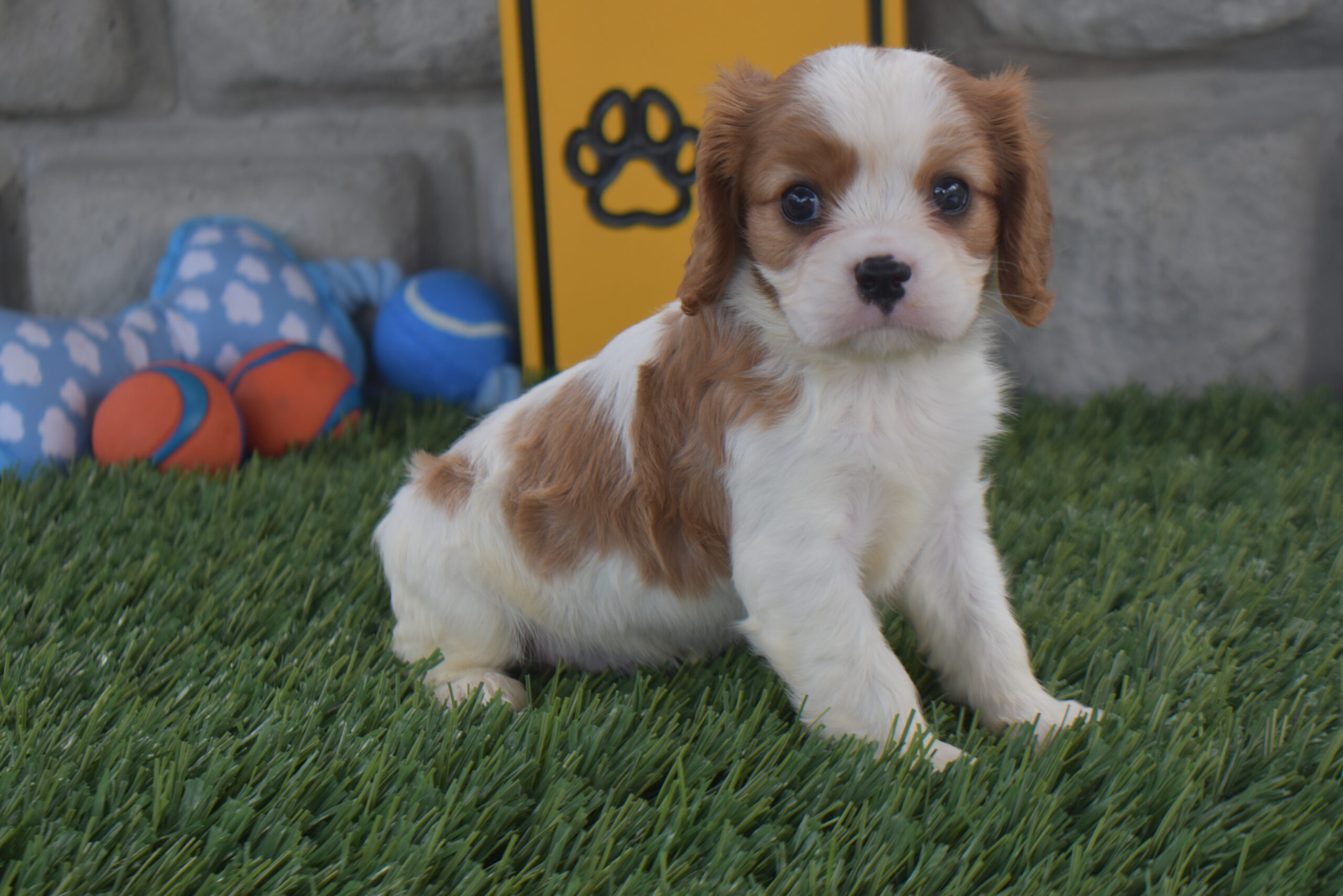 Noah the Cavalier - Image 4