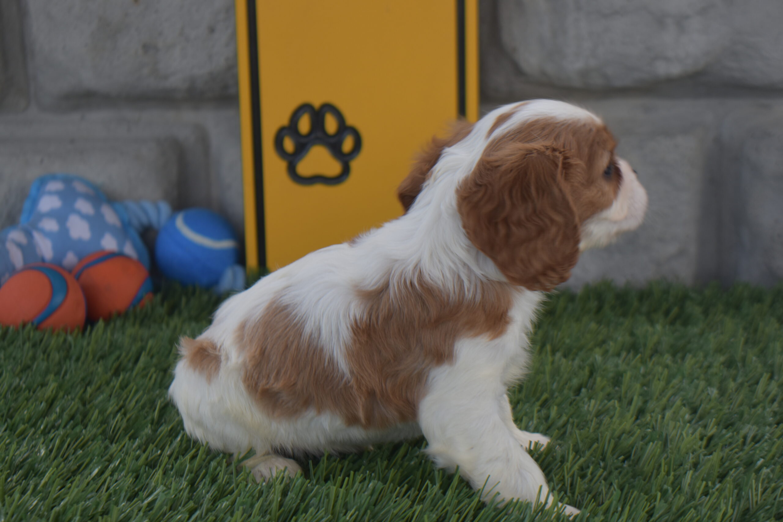 Noah the Cavalier - Image 3