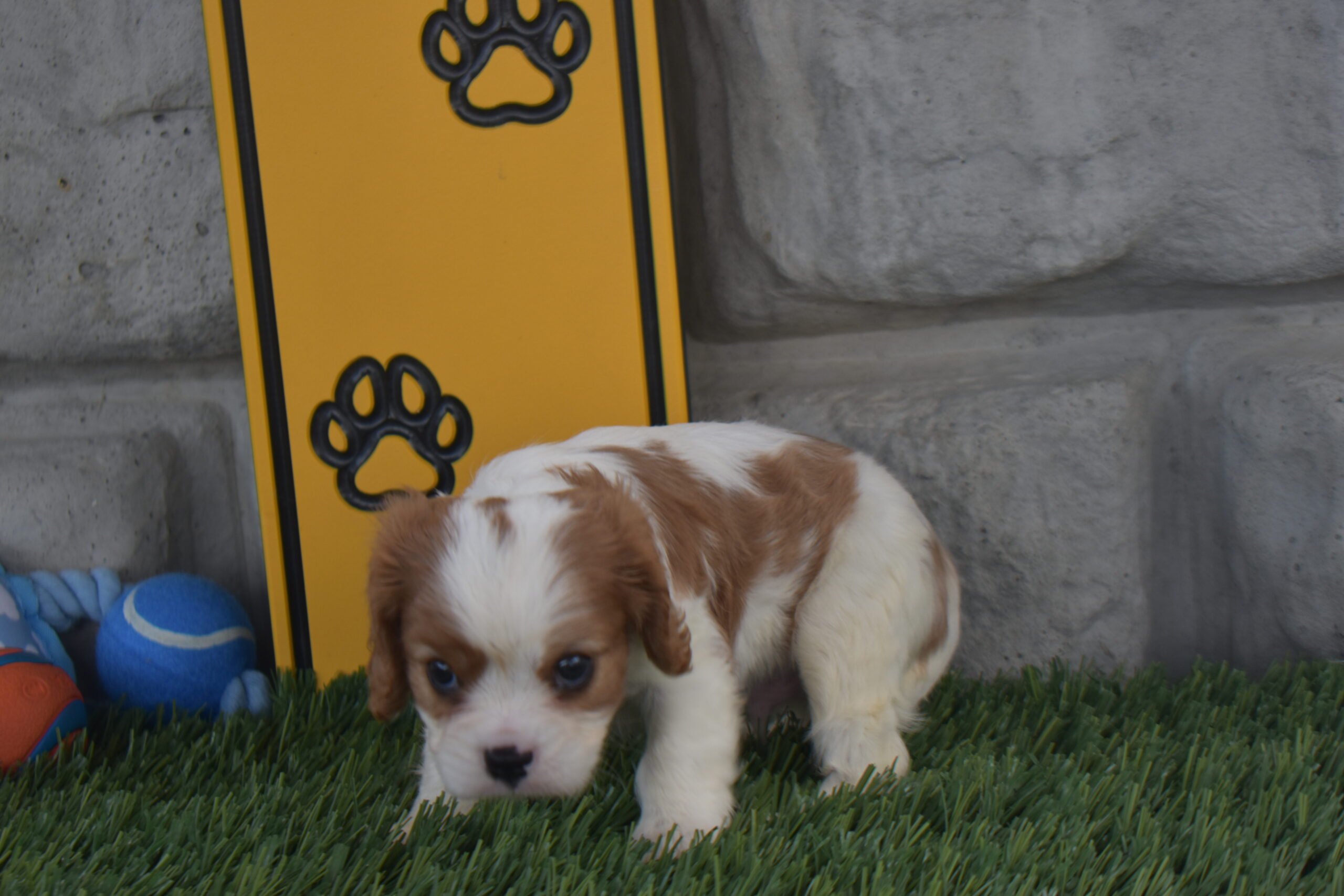 Noah the Cavalier - Image 5