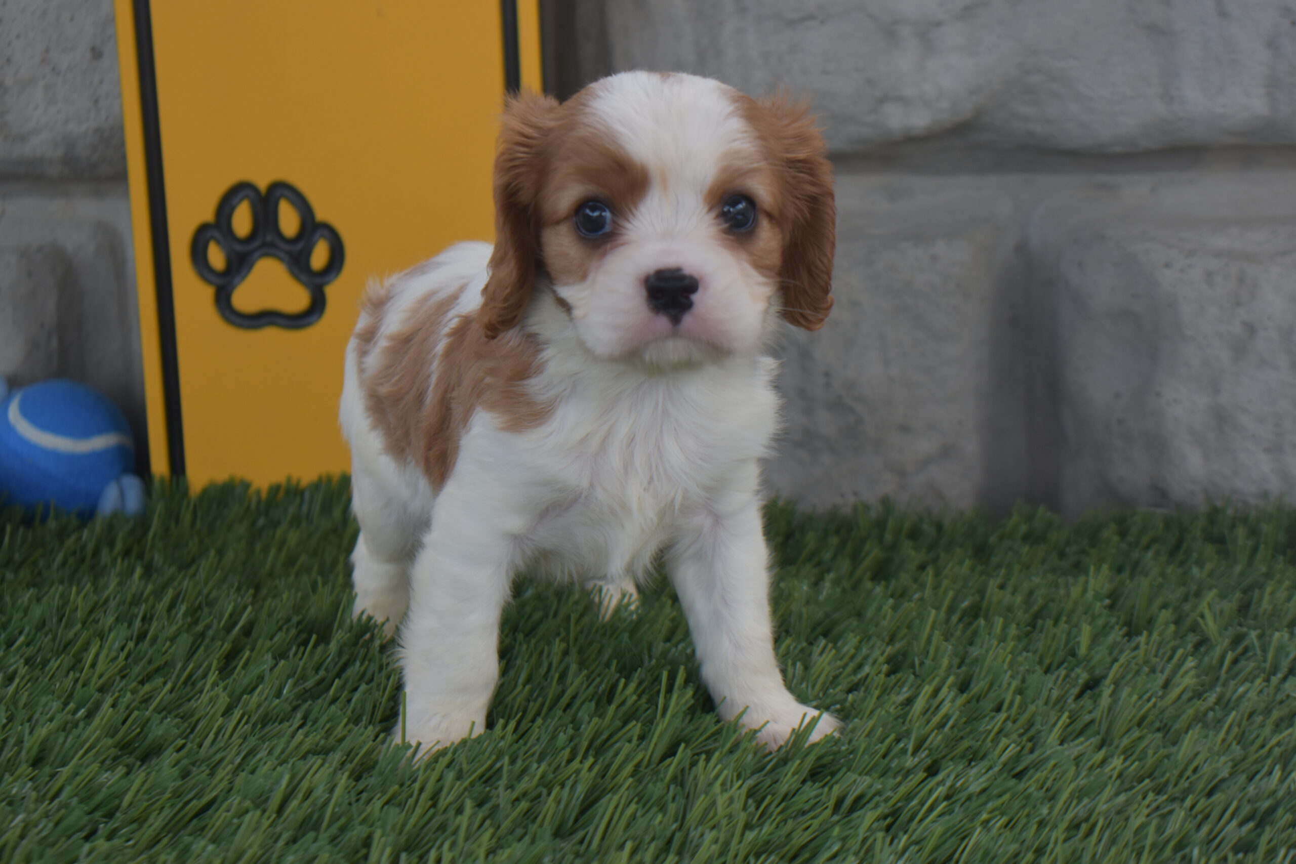 Noah the Cavalier
