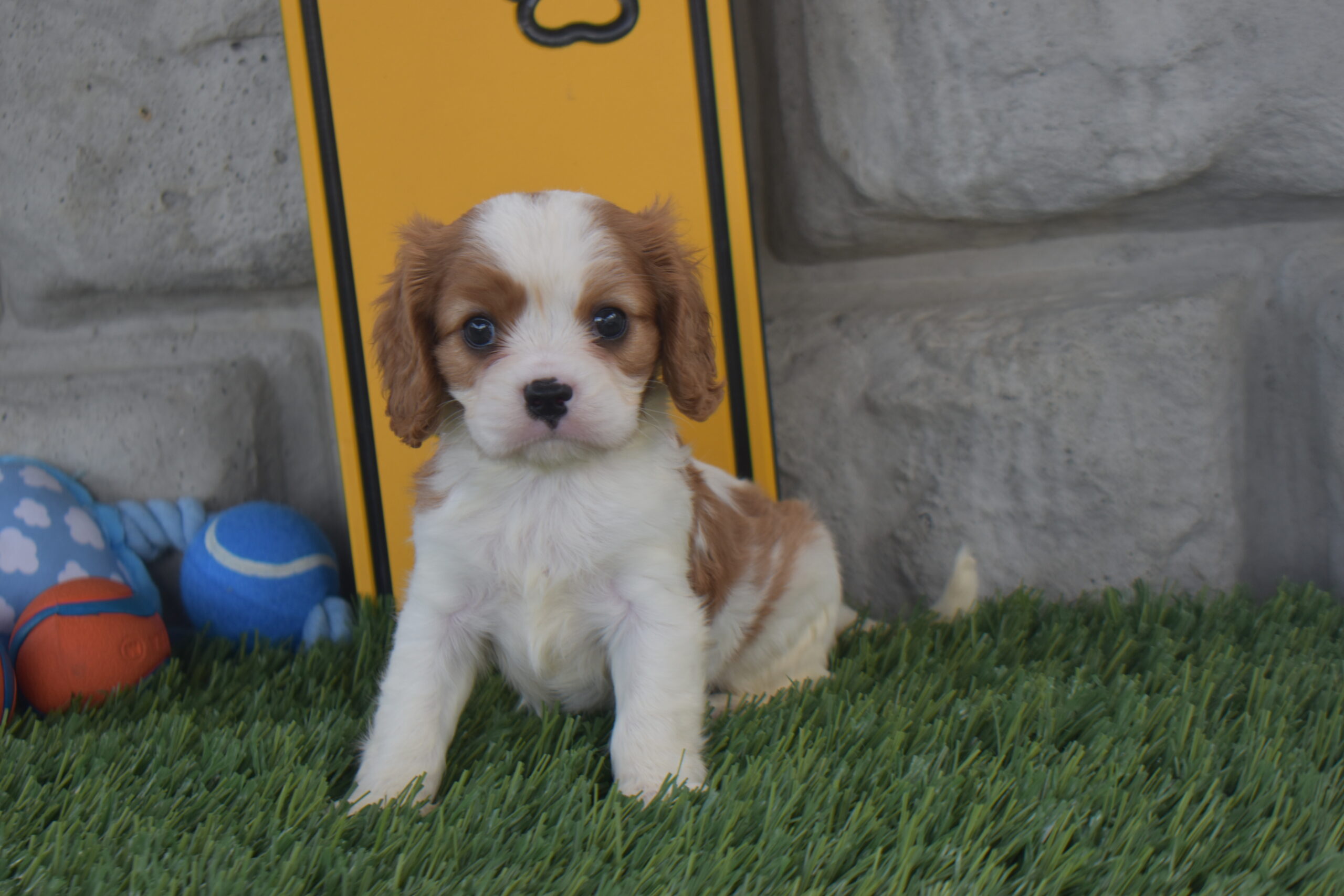 Noah the Cavalier - Image 2