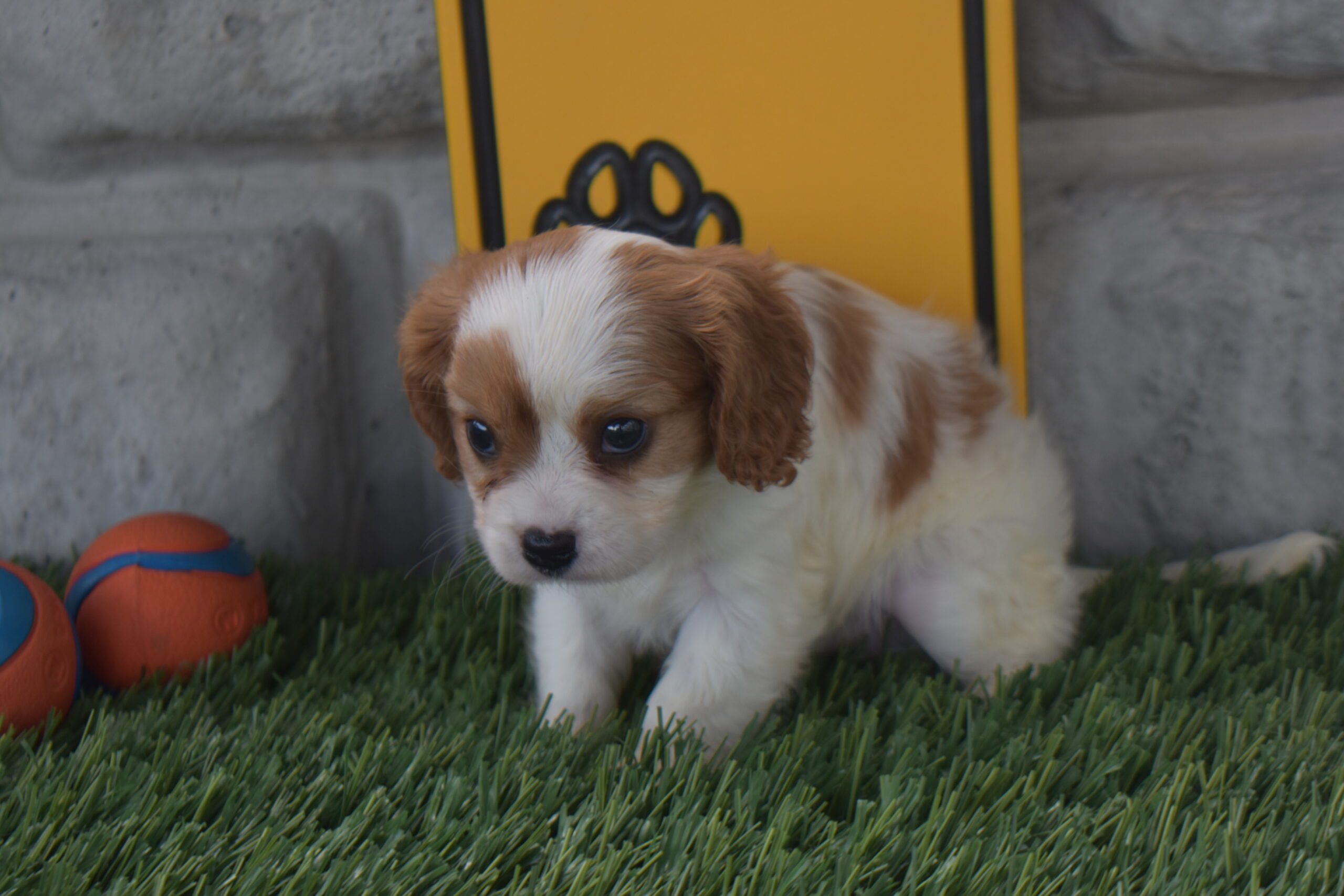 Isabella the Cavalier - Image 5