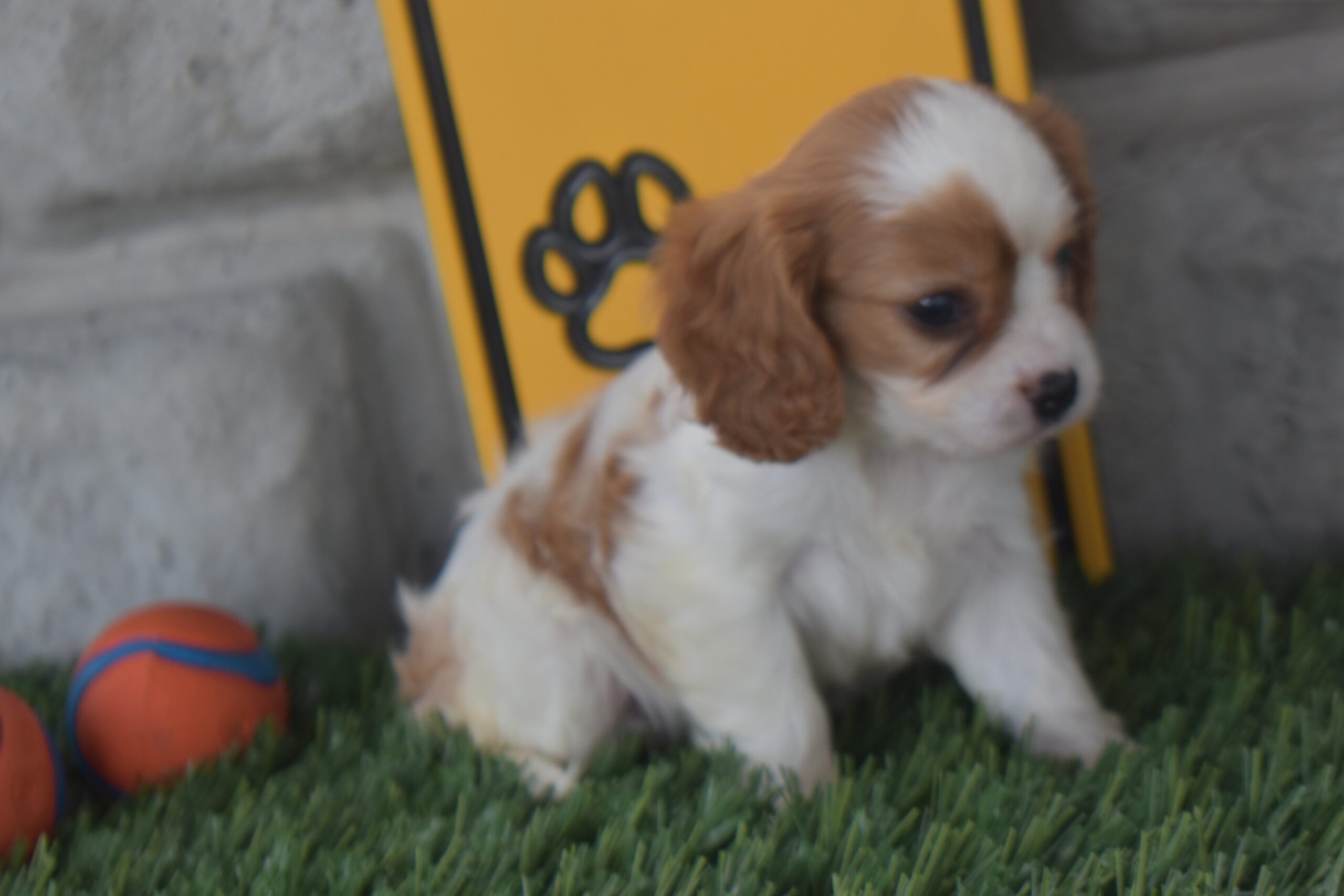 Isabella the Cavalier - Image 3