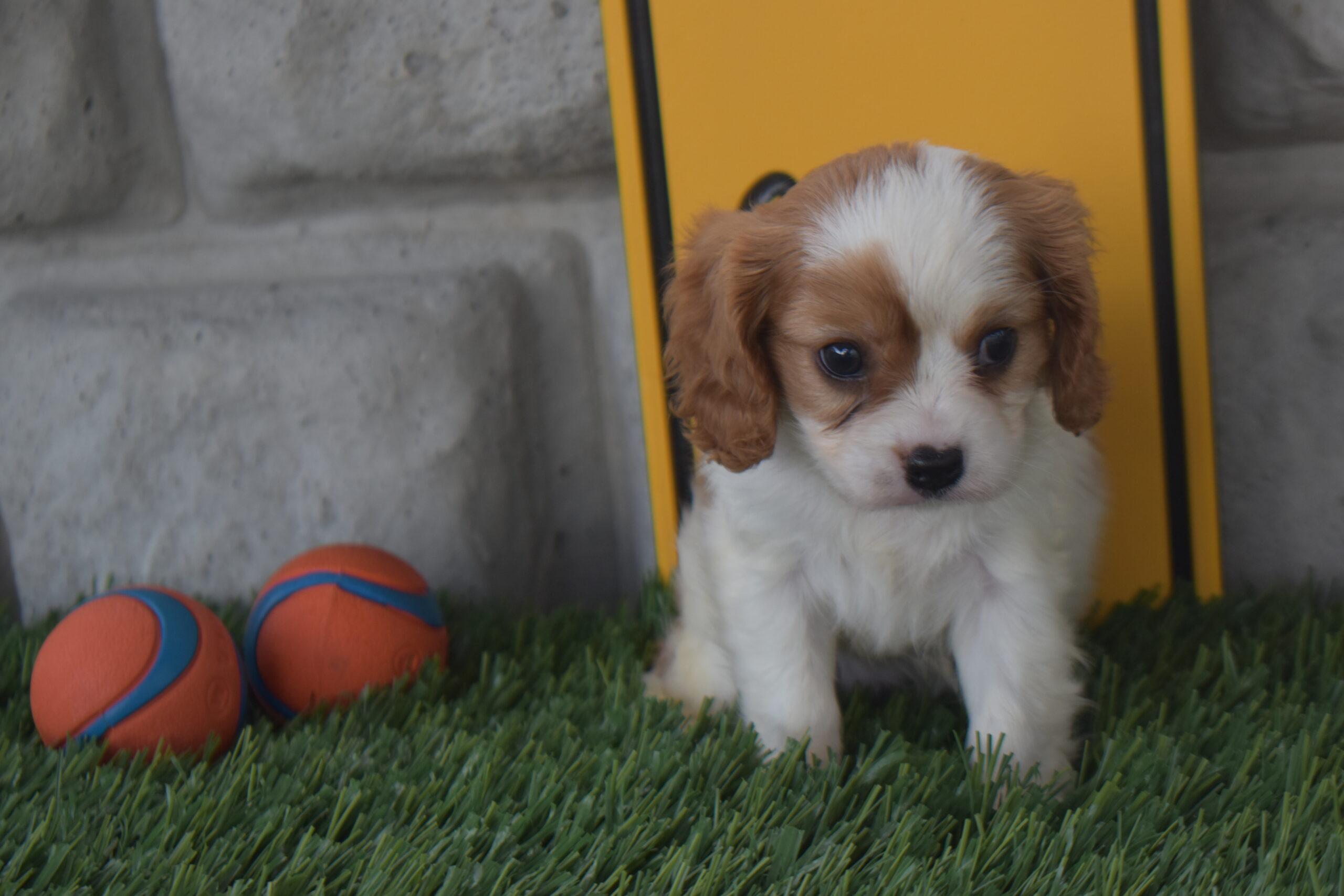 Isabella the Cavalier