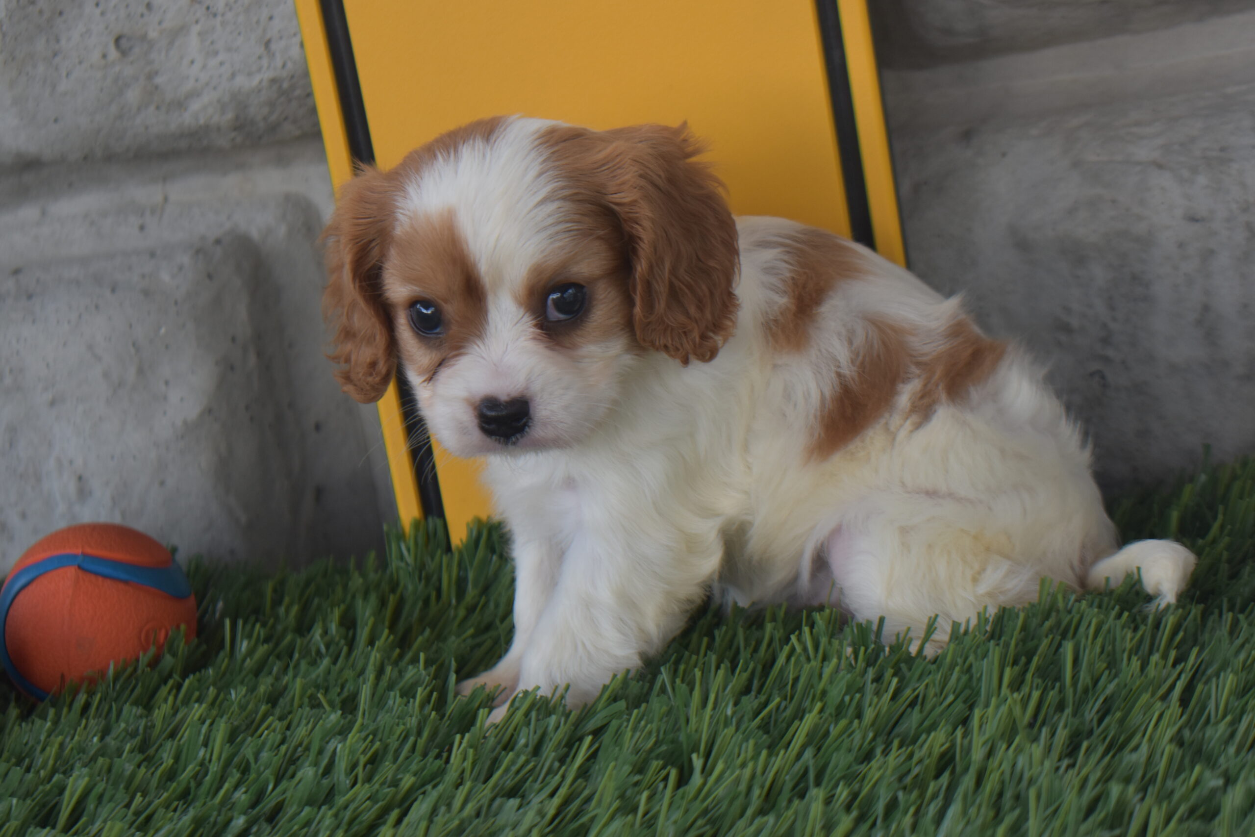 Isabella the Cavalier - Image 2