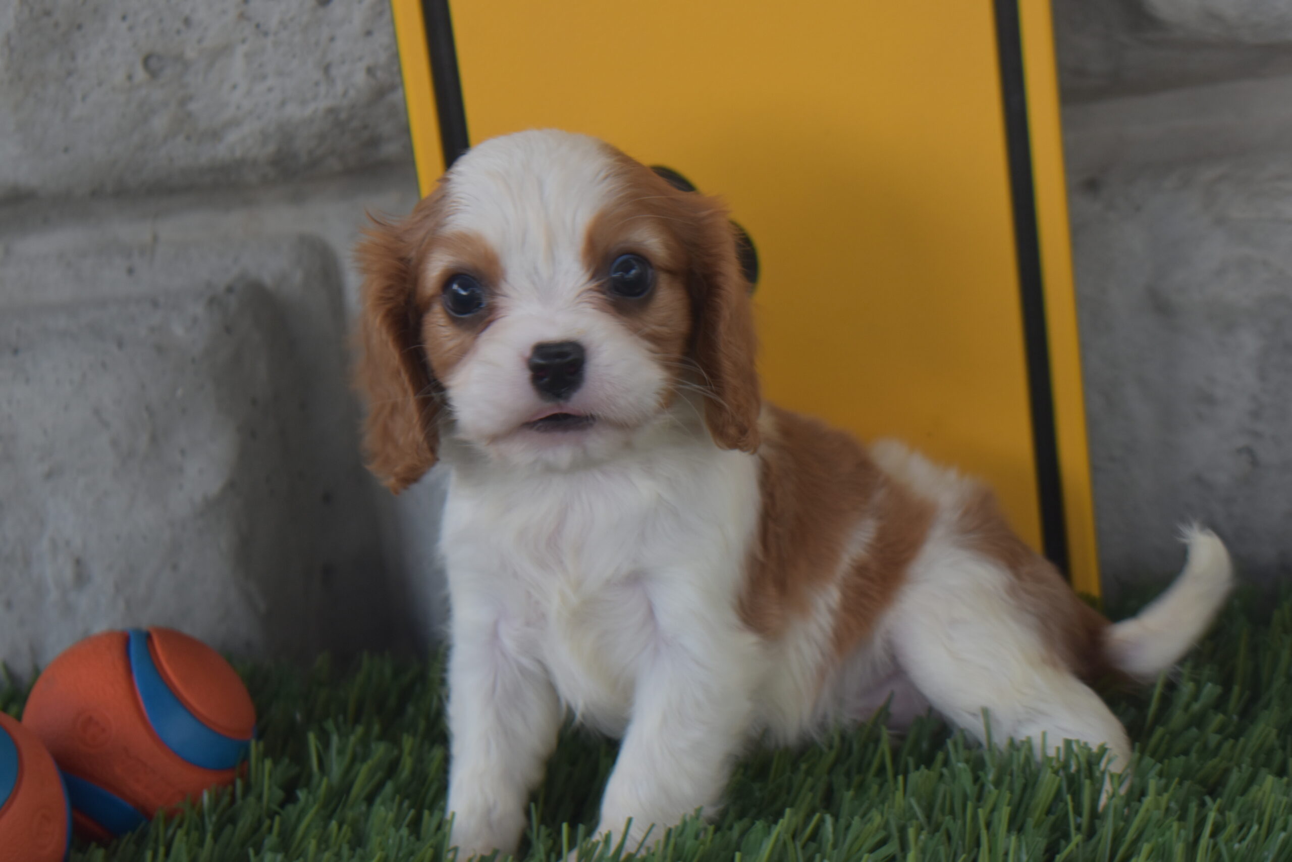 Mr. Lucas the Cavalier - Image 4