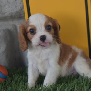 Mr. Lucas the Cavalier