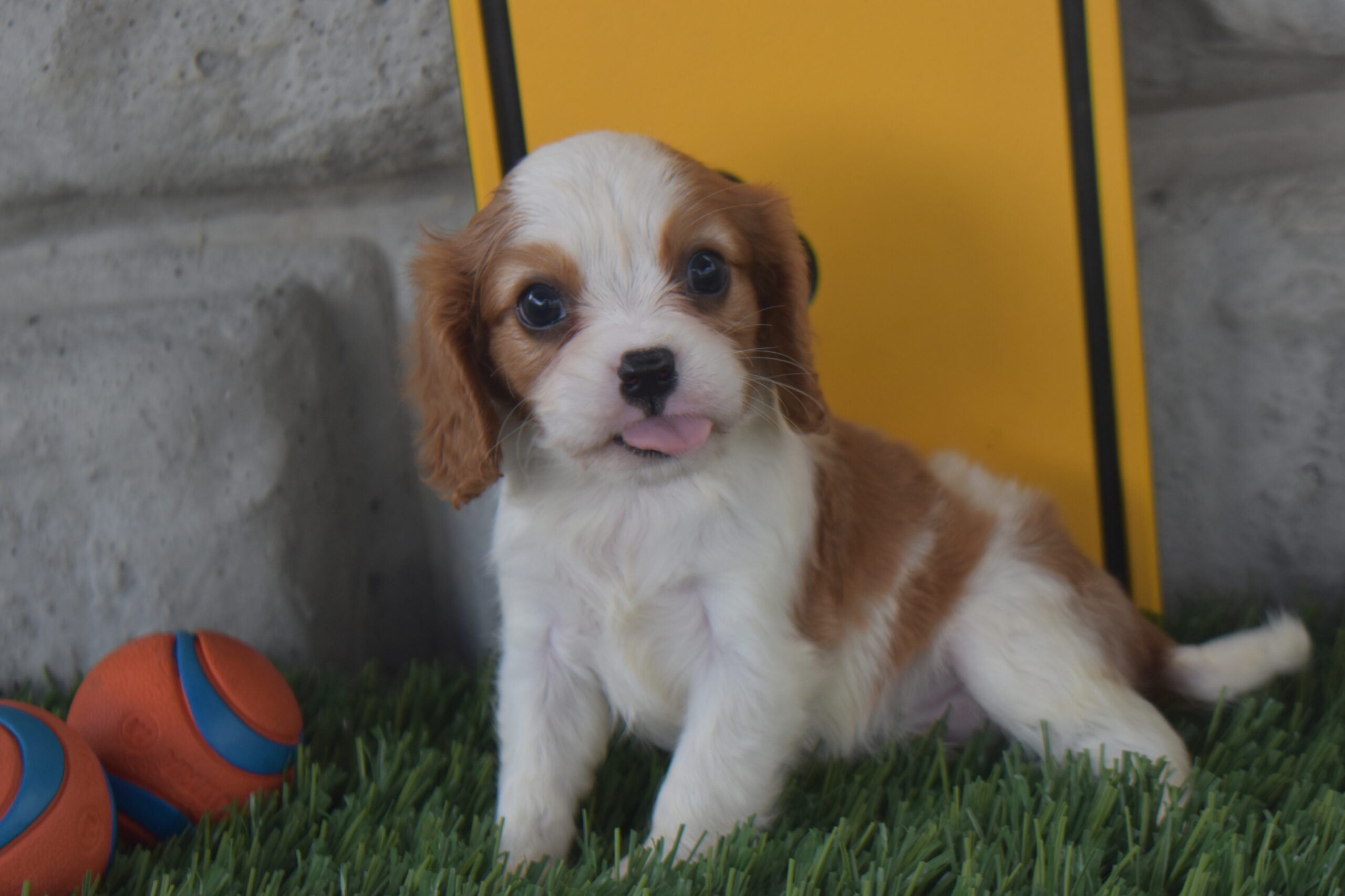 Mr. Lucas the Cavalier