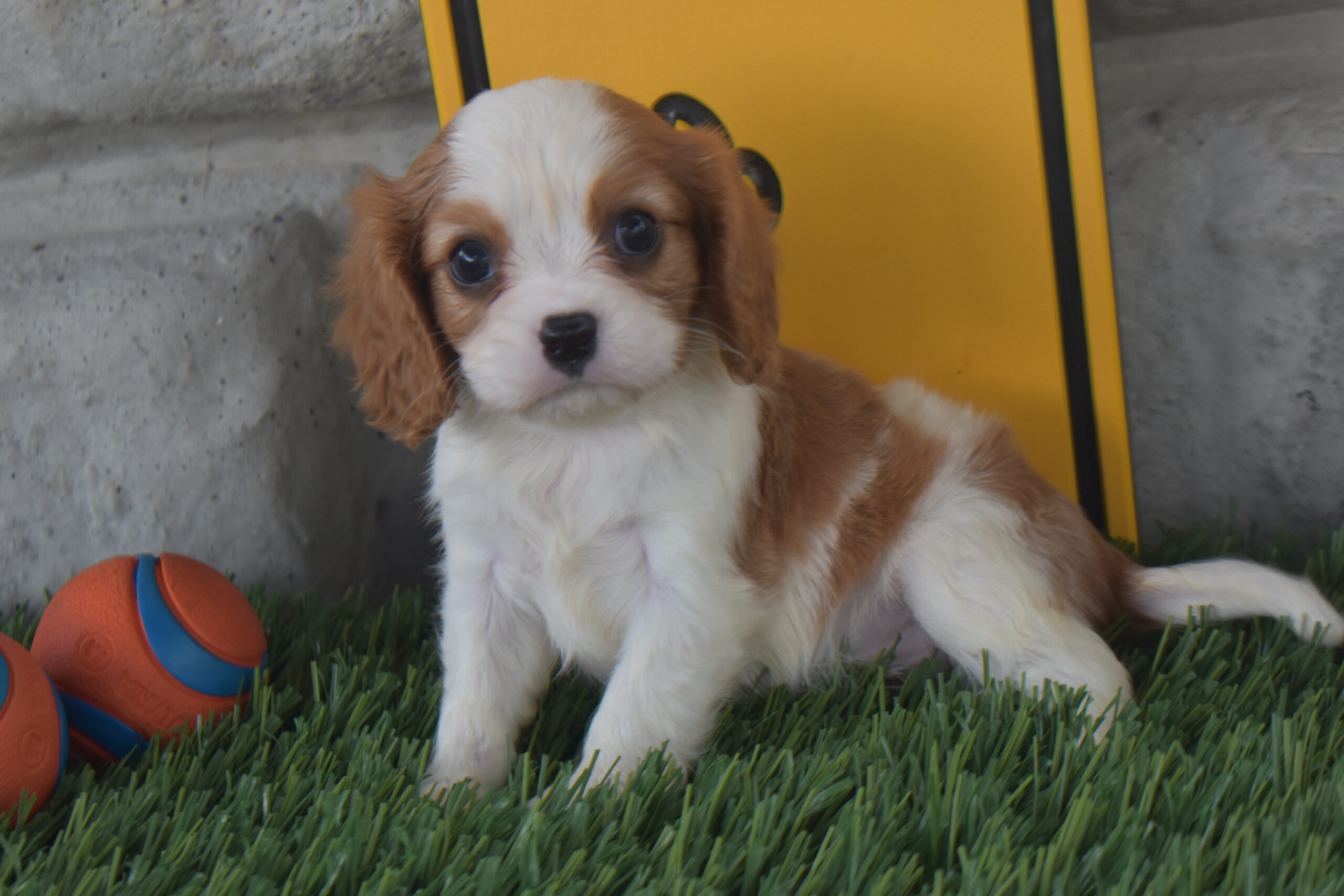 Mr. Lucas the Cavalier - Image 3