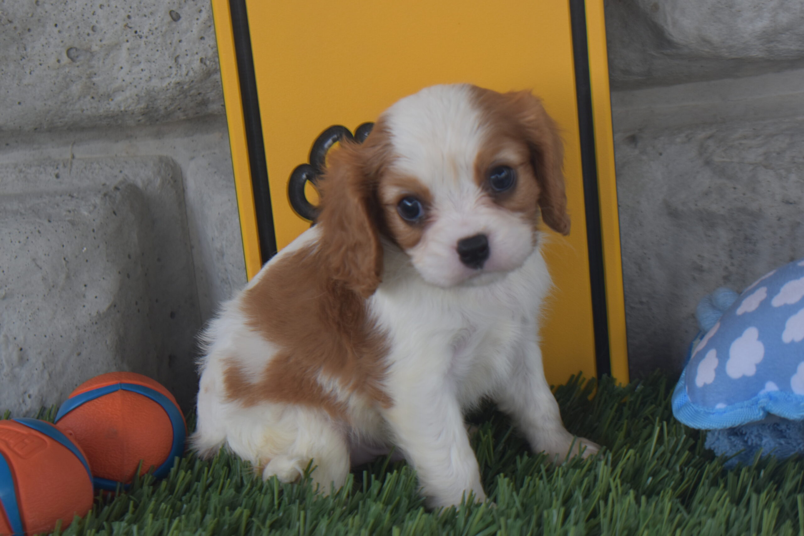 Mr. Lucas the Cavalier - Image 2