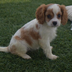 Isabella the Cavalier