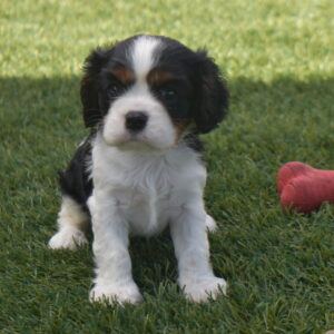 Mr.cody the Cavalier