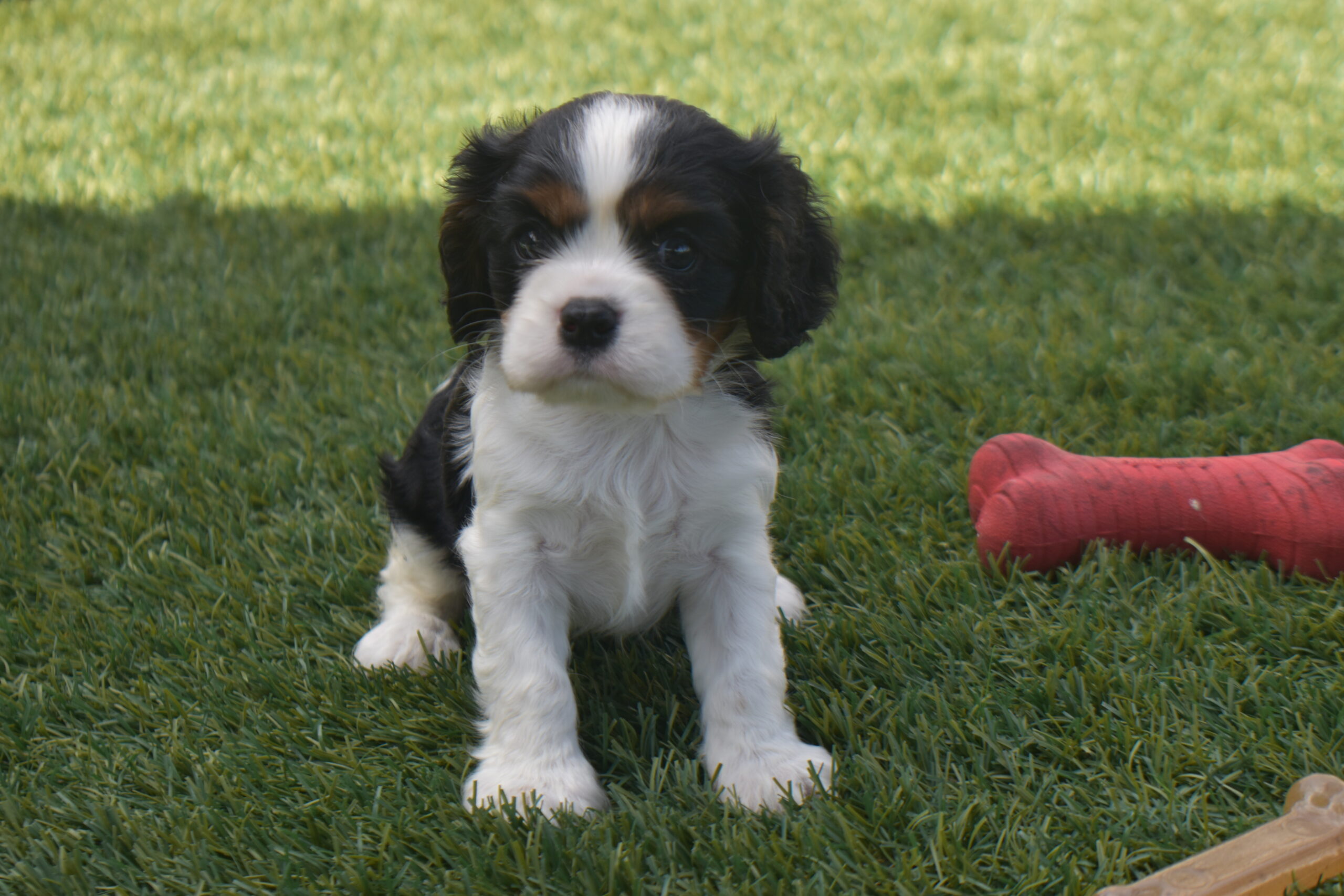 Mr.cody the Cavalier