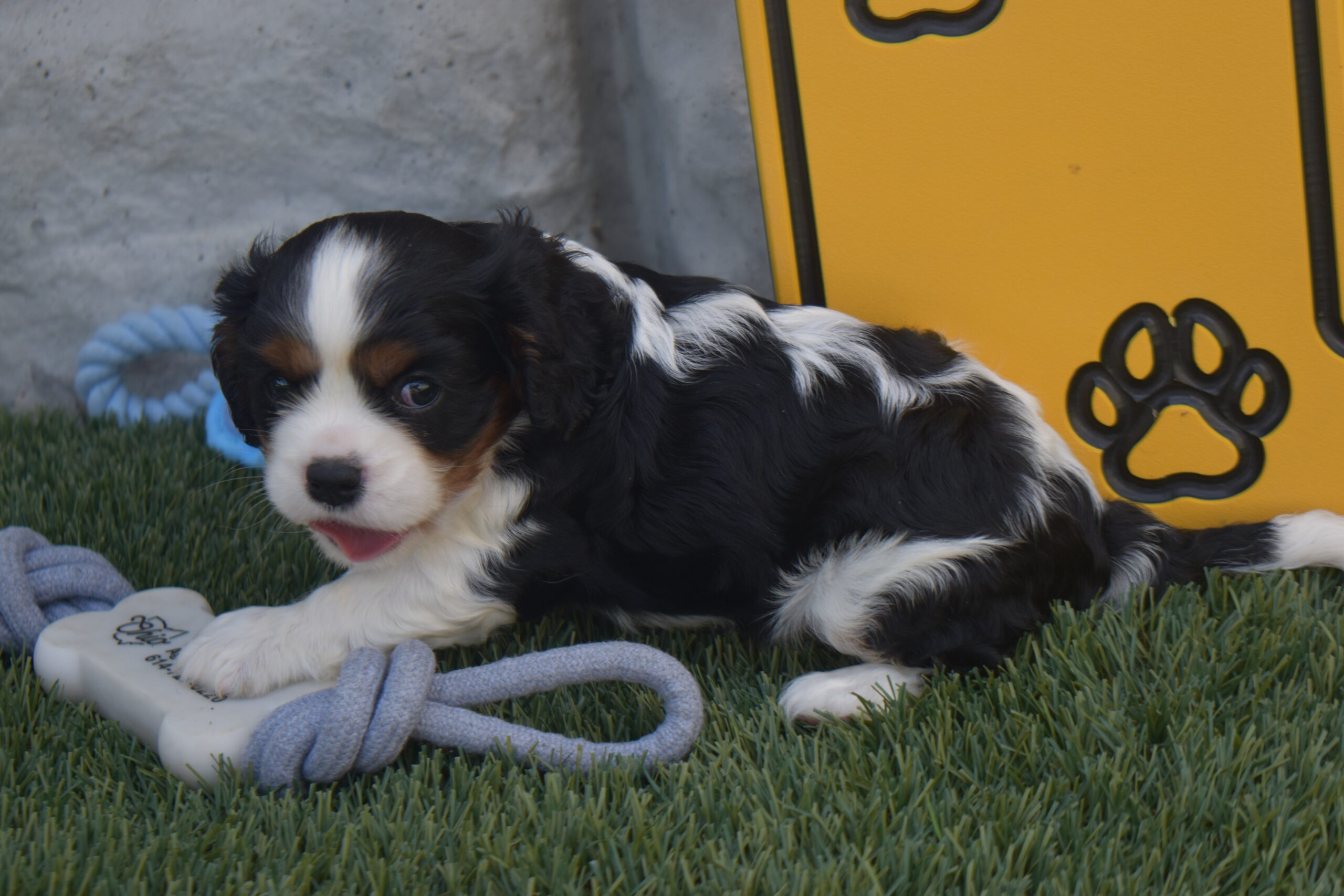 Mr.cody the Cavalier - Image 3