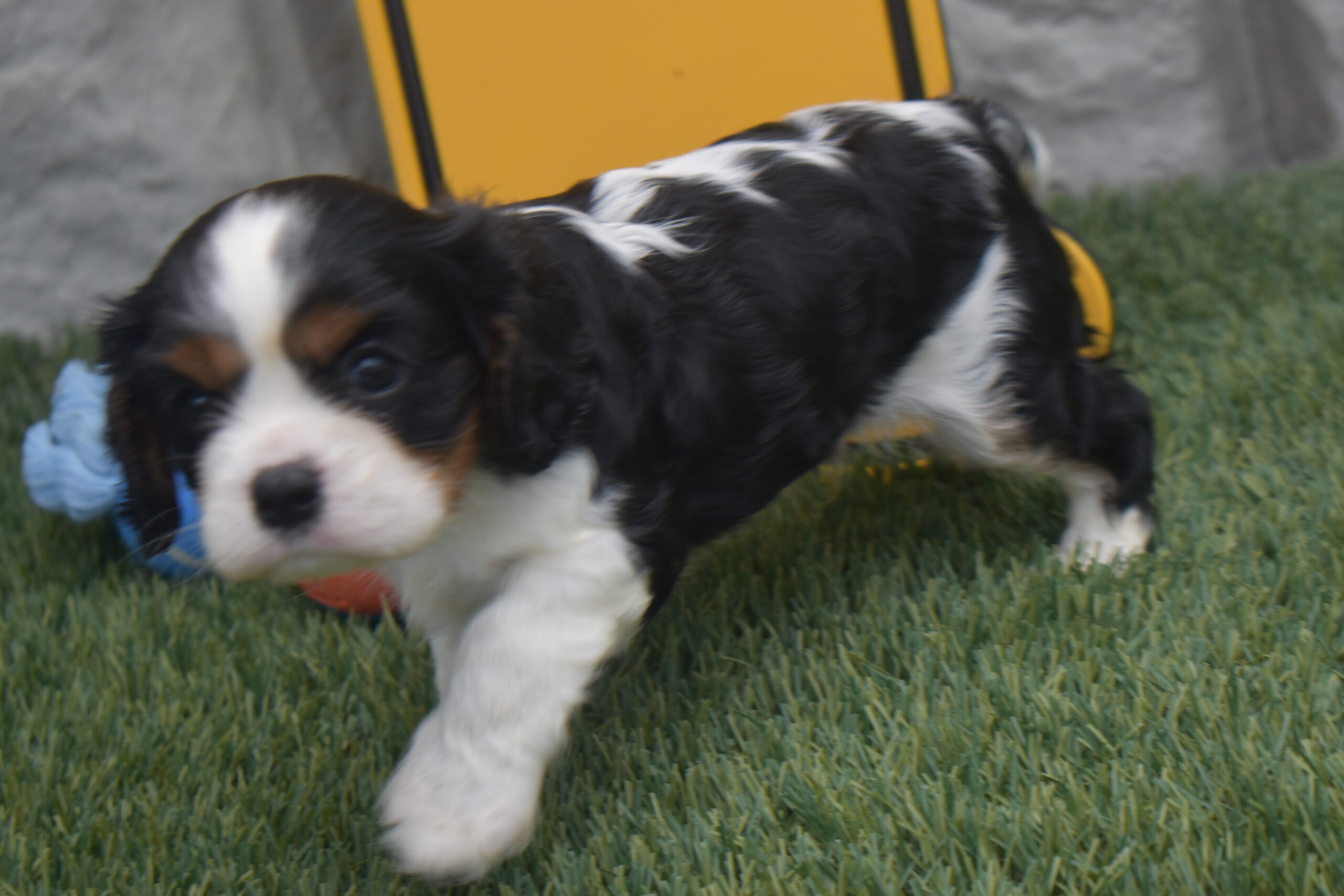Mr.cody the Cavalier - Image 2