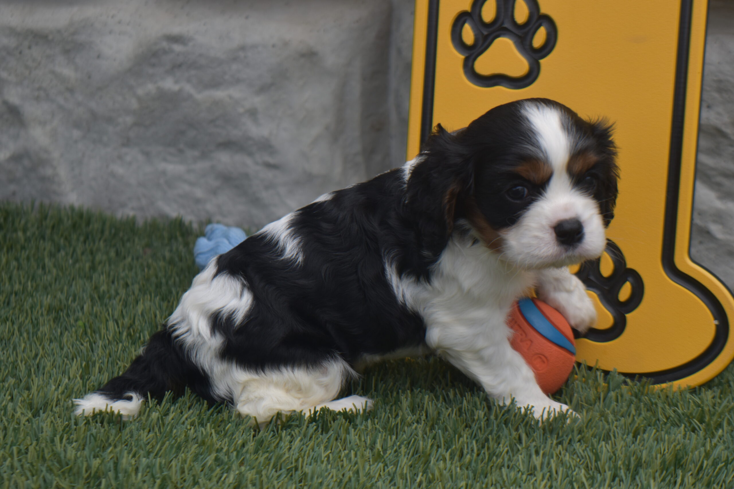 Mr.cody the Cavalier - Image 4