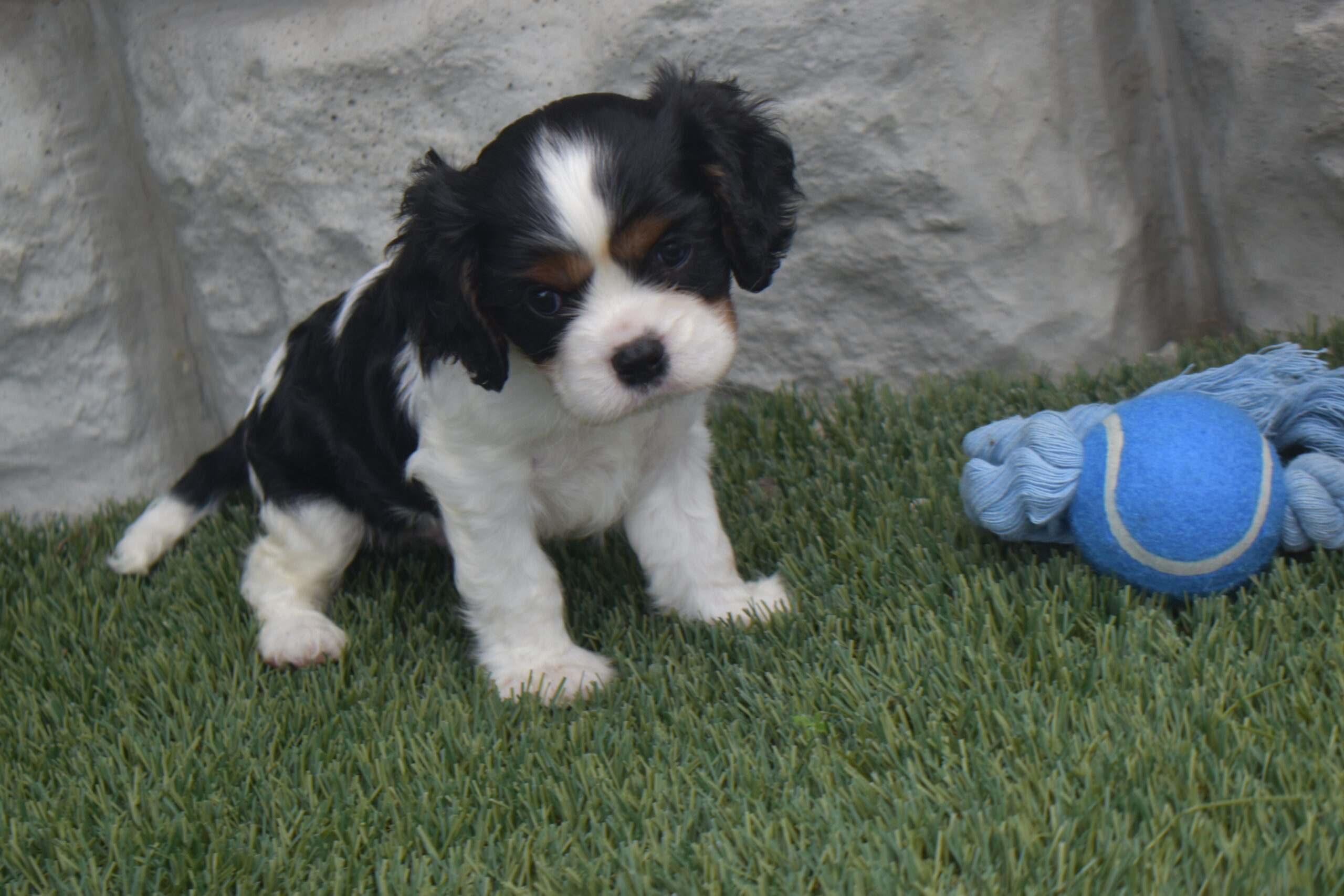 Mr.cody the Cavalier - Image 5