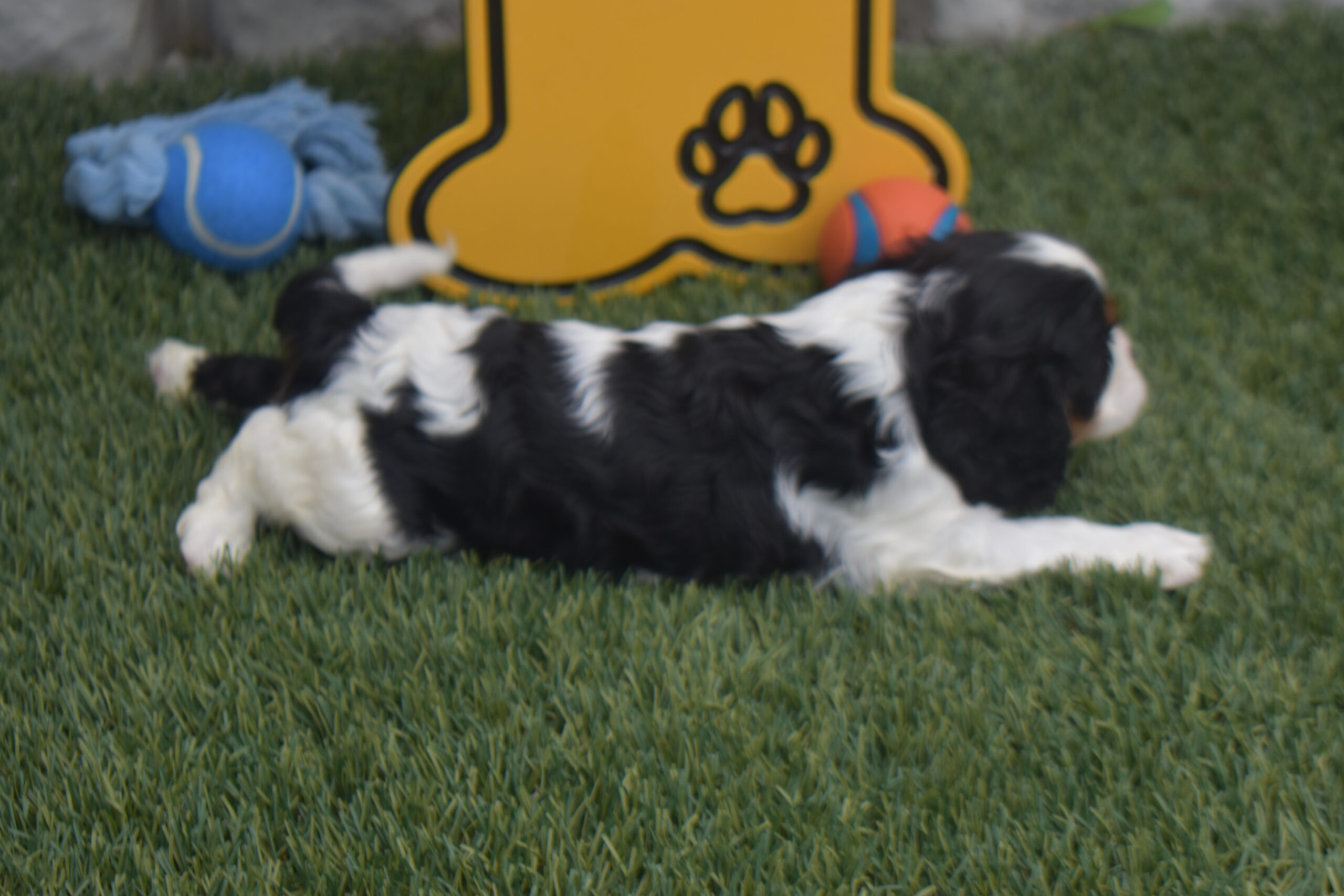Mr.cody the Cavalier - Image 6