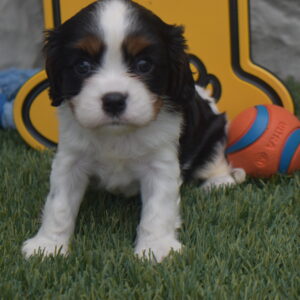 Mr.bentley the Cavalier