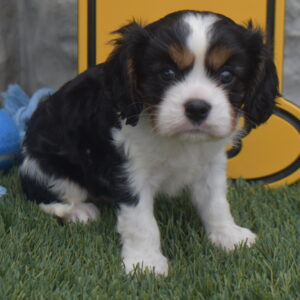 Ms.carolyn the  Cavalier