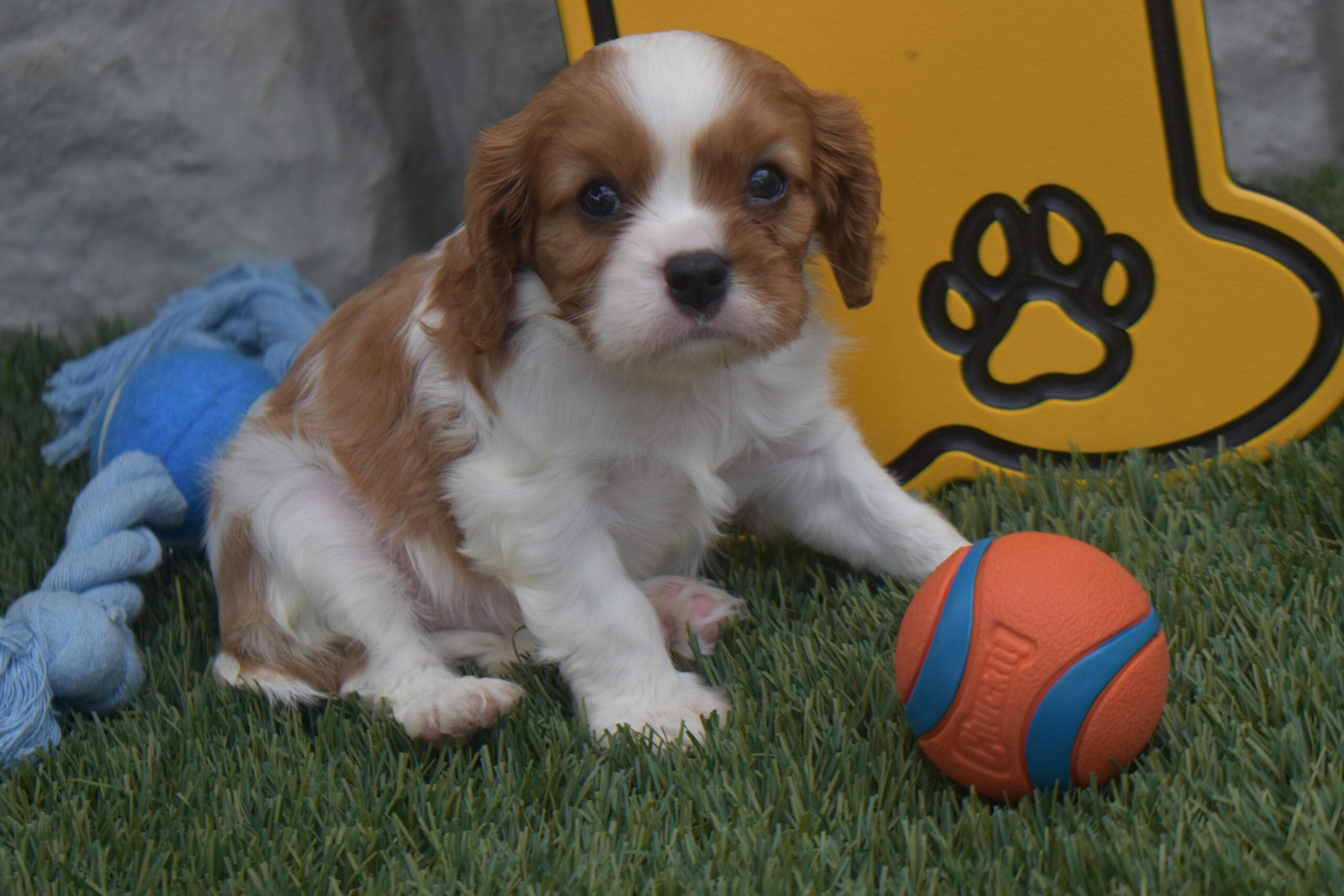 Mr.sparky the Cavalier - Image 2