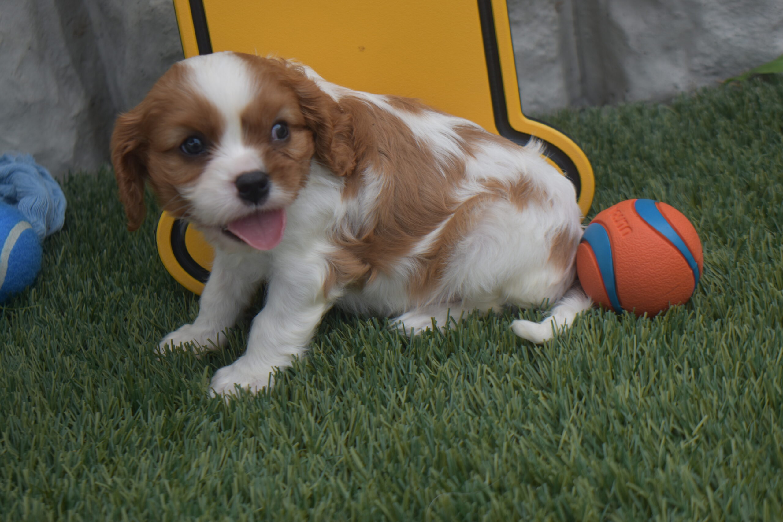 Mr.sparky the Cavalier - Image 5