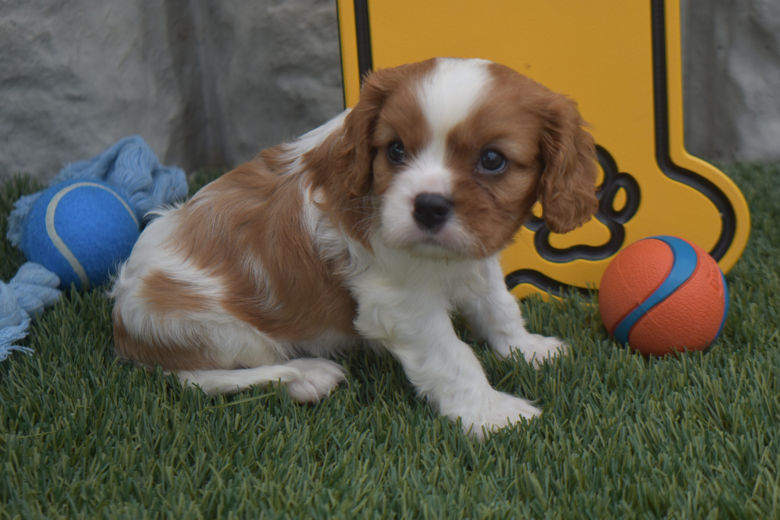 Mr.sparky the Cavalier - Image 4