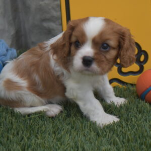 Mr.sparky the Cavalier