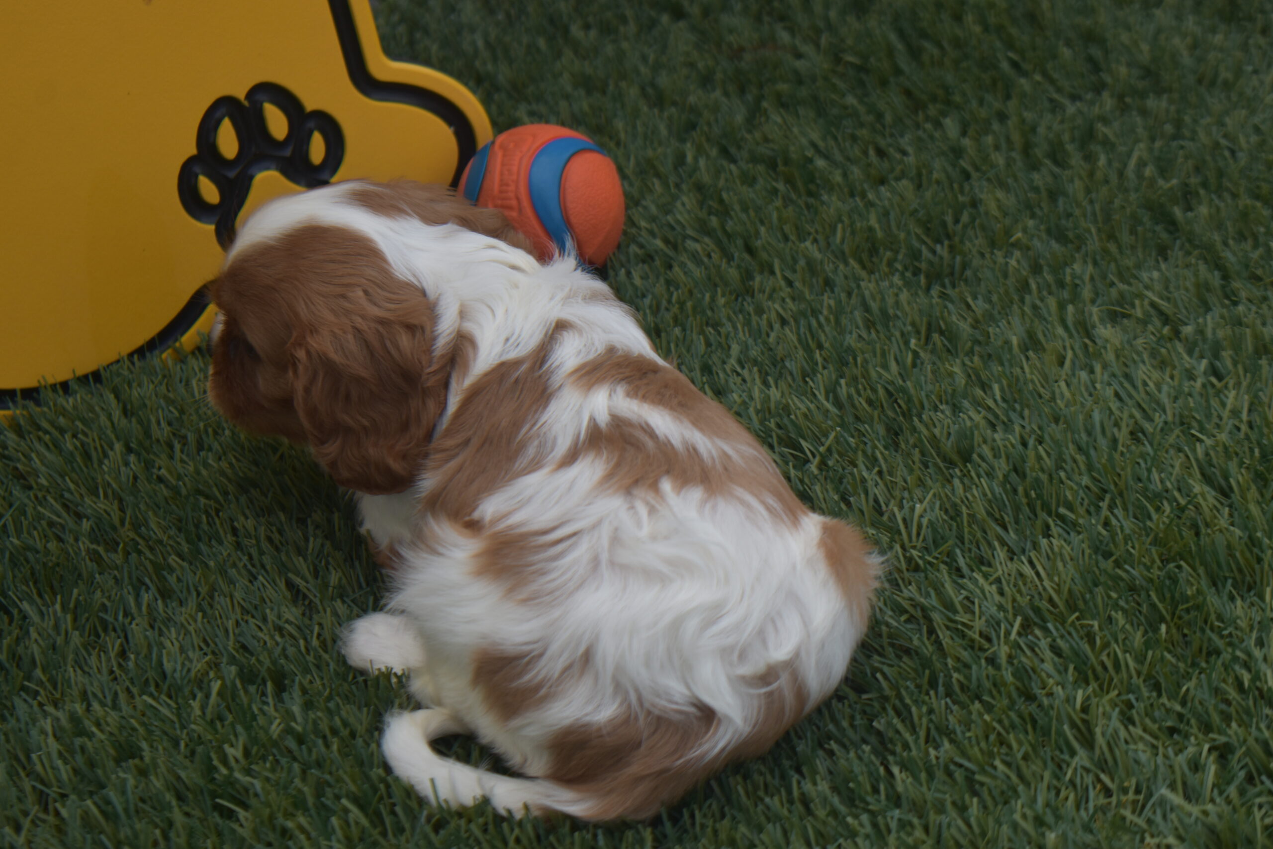 Mr.sparky the Cavalier - Image 3
