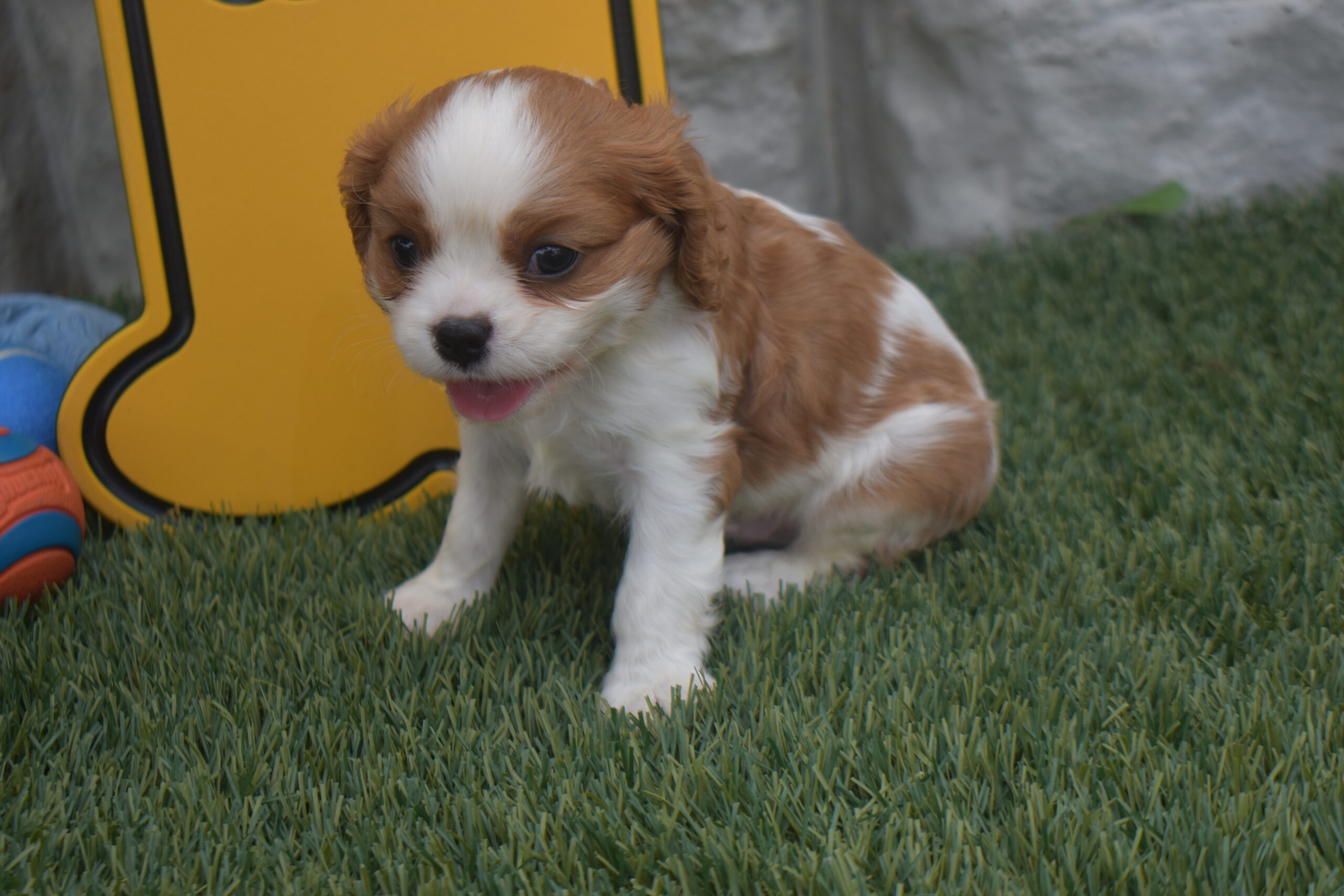Mr. Rolo the Cavalier - Image 5