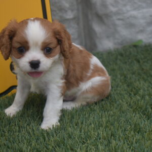 Mr. Rolo the Cavalier