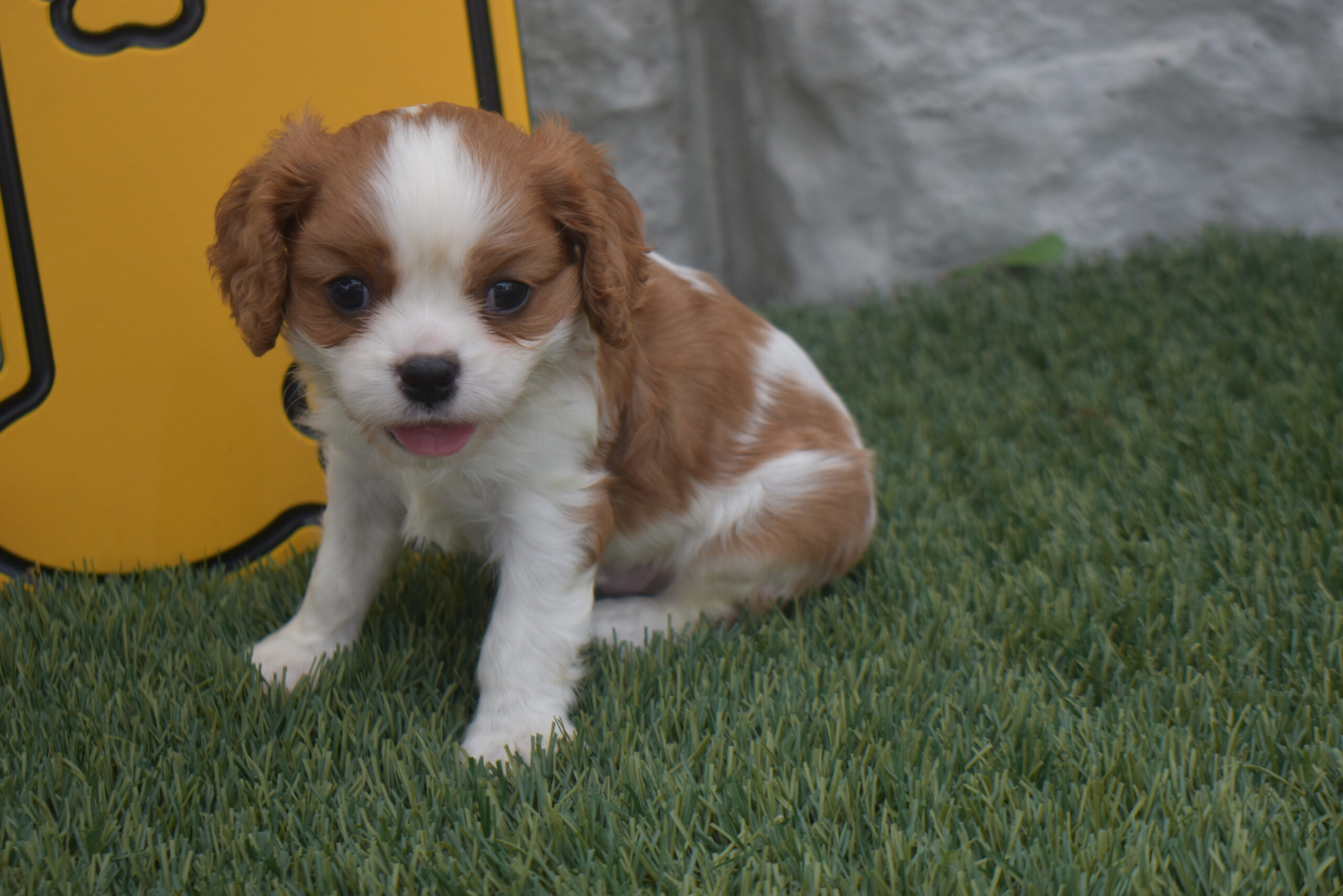 Mr. Rolo the Cavalier