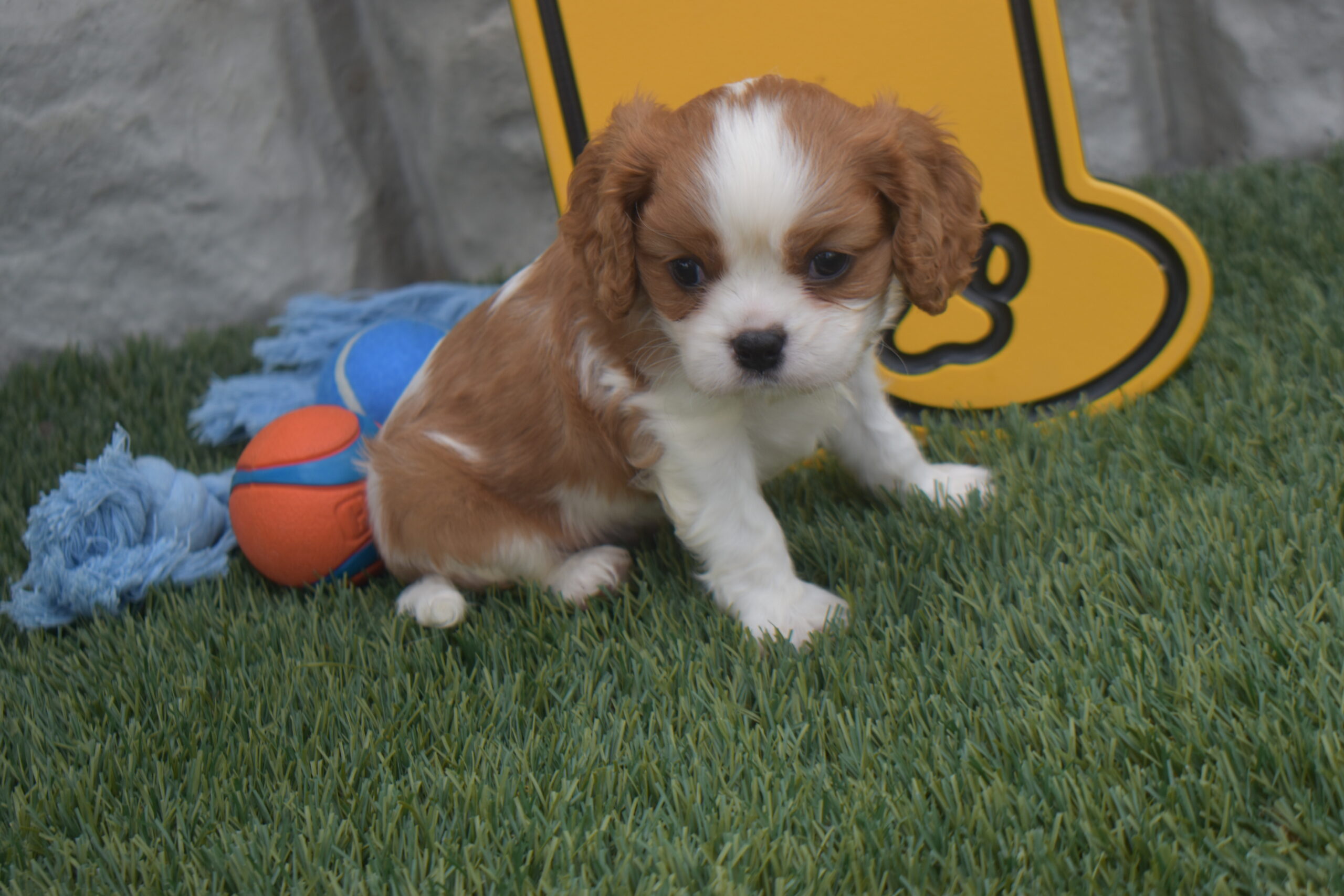 Mr. Rolo the Cavalier - Image 3