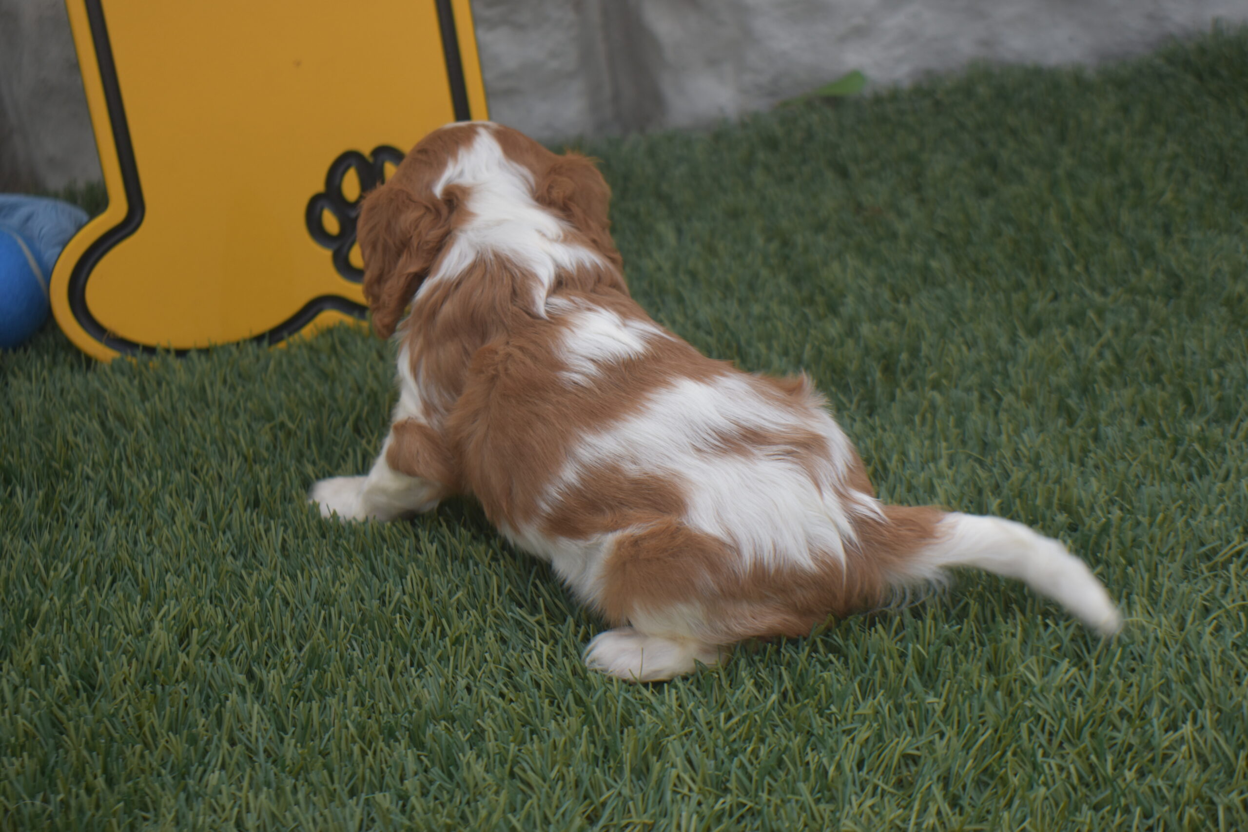 Mr. Rolo the Cavalier - Image 4
