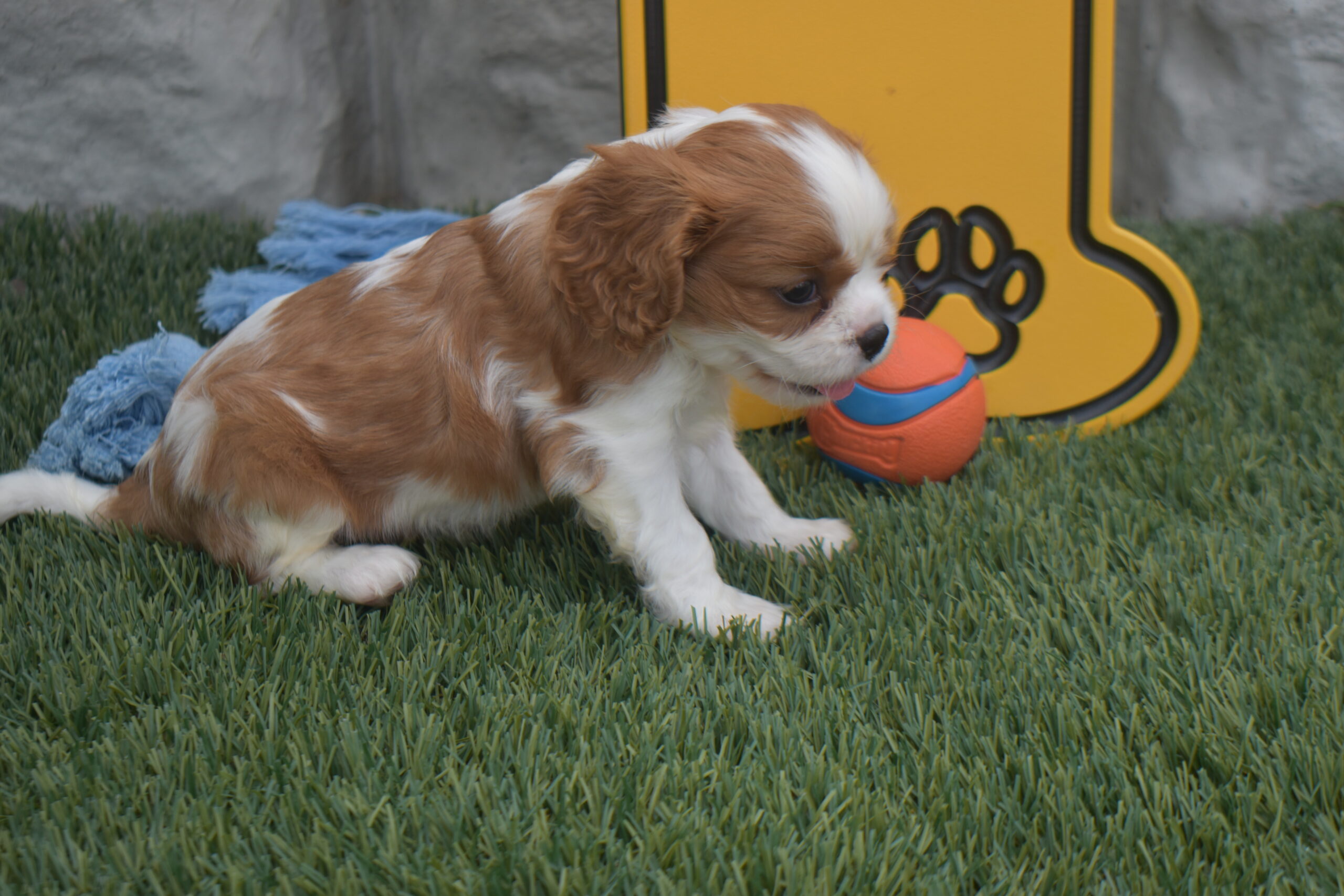 Mr. Rolo the Cavalier - Image 2