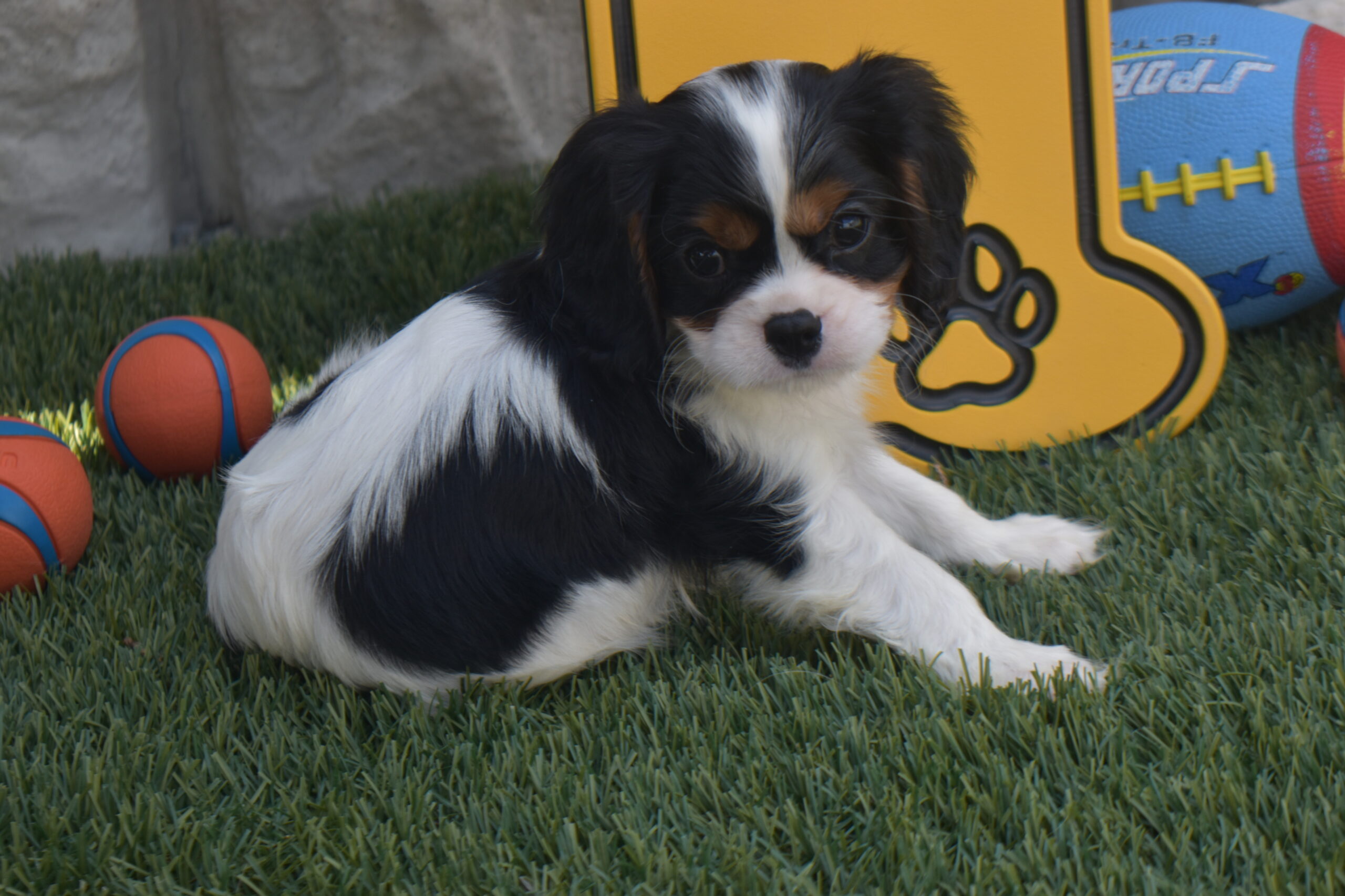 Mr,braxton the Cavalier - Image 6