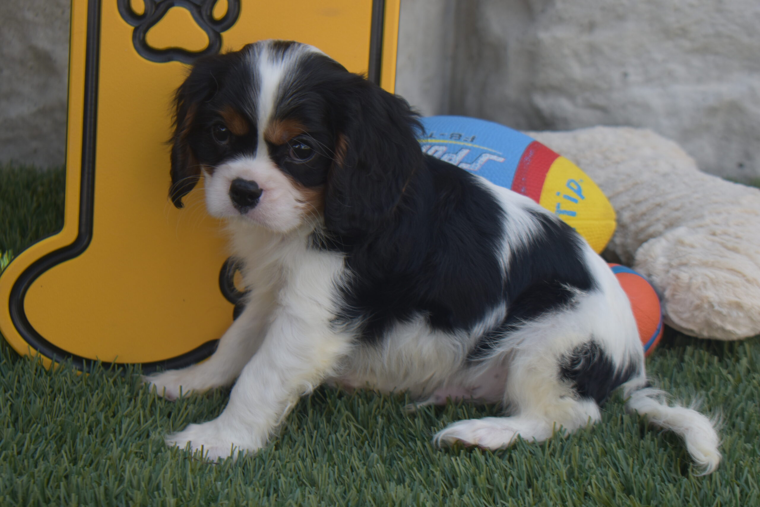 Mr,braxton the Cavalier - Image 5