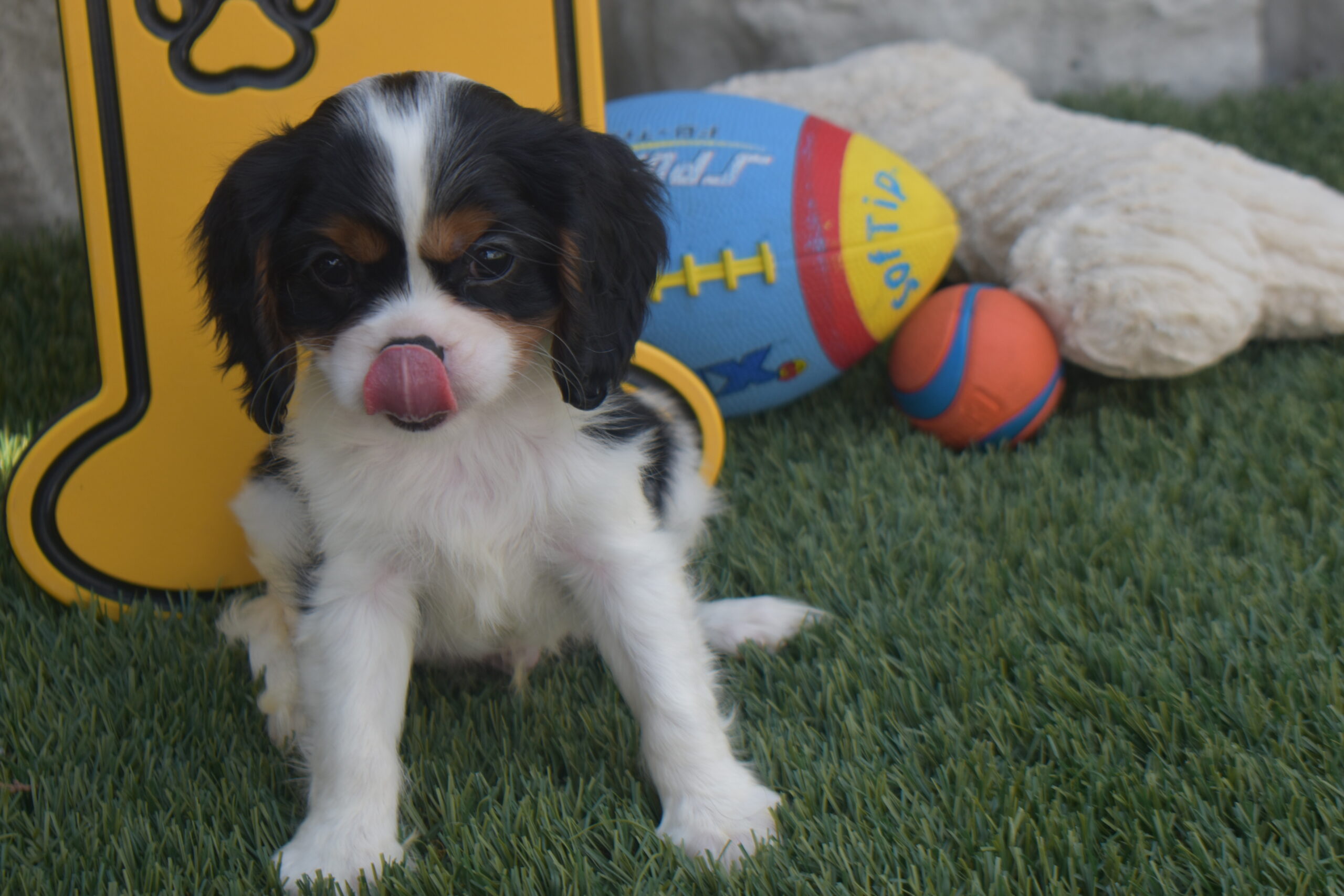 Mr,braxton the Cavalier - Image 4