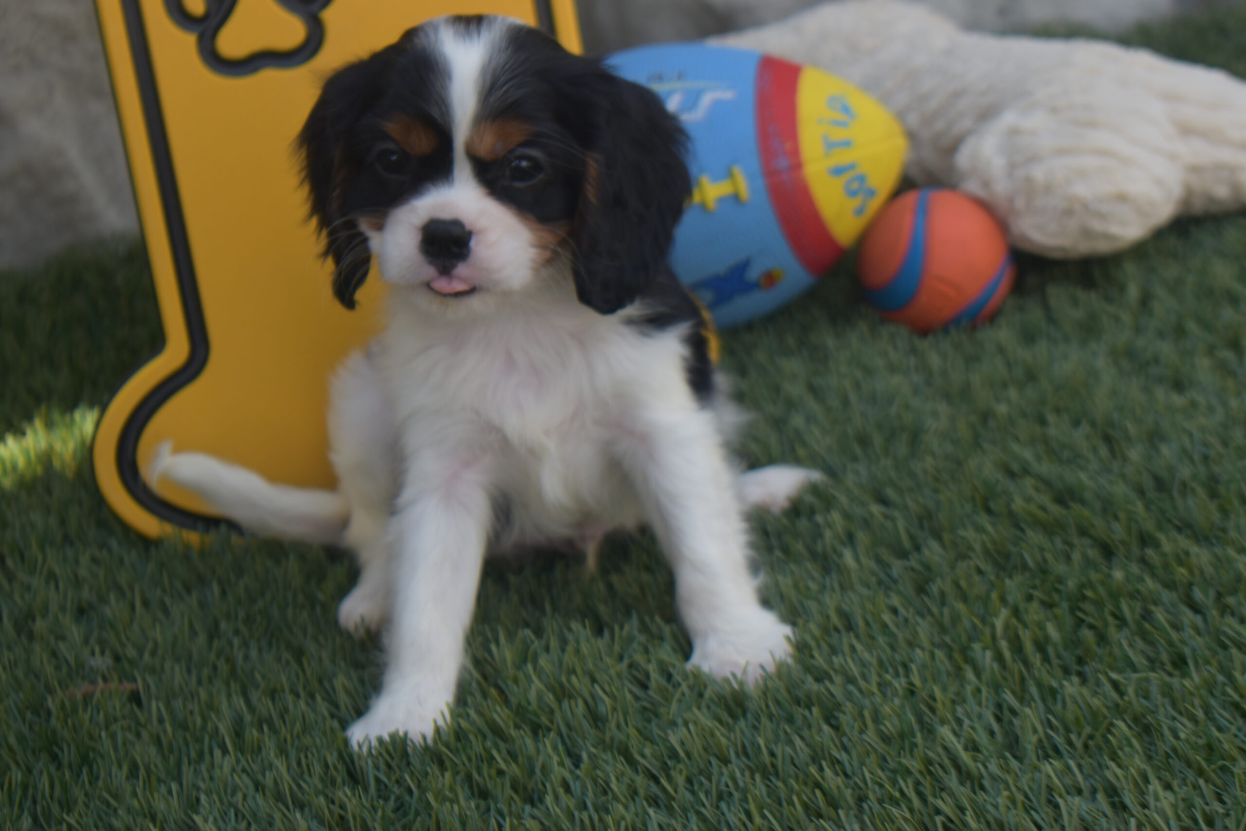 Mr,braxton the Cavalier - Image 3