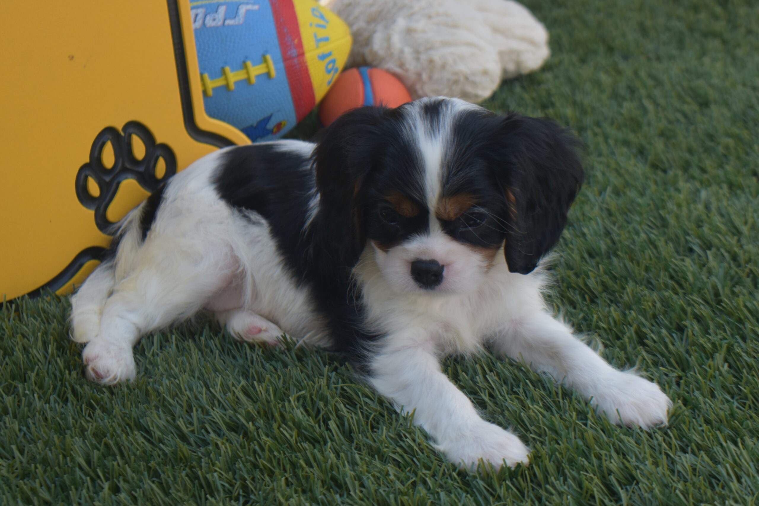 Mr,braxton the Cavalier - Image 2
