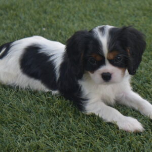Mr,braxton the Cavalier
