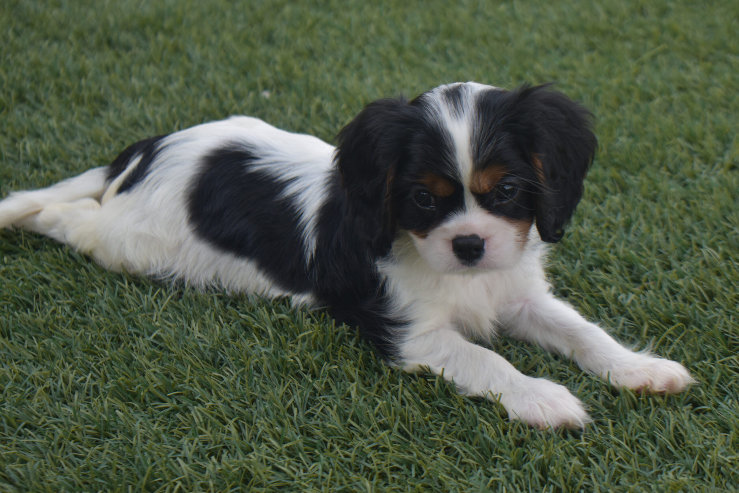 Mr,braxton the Cavalier