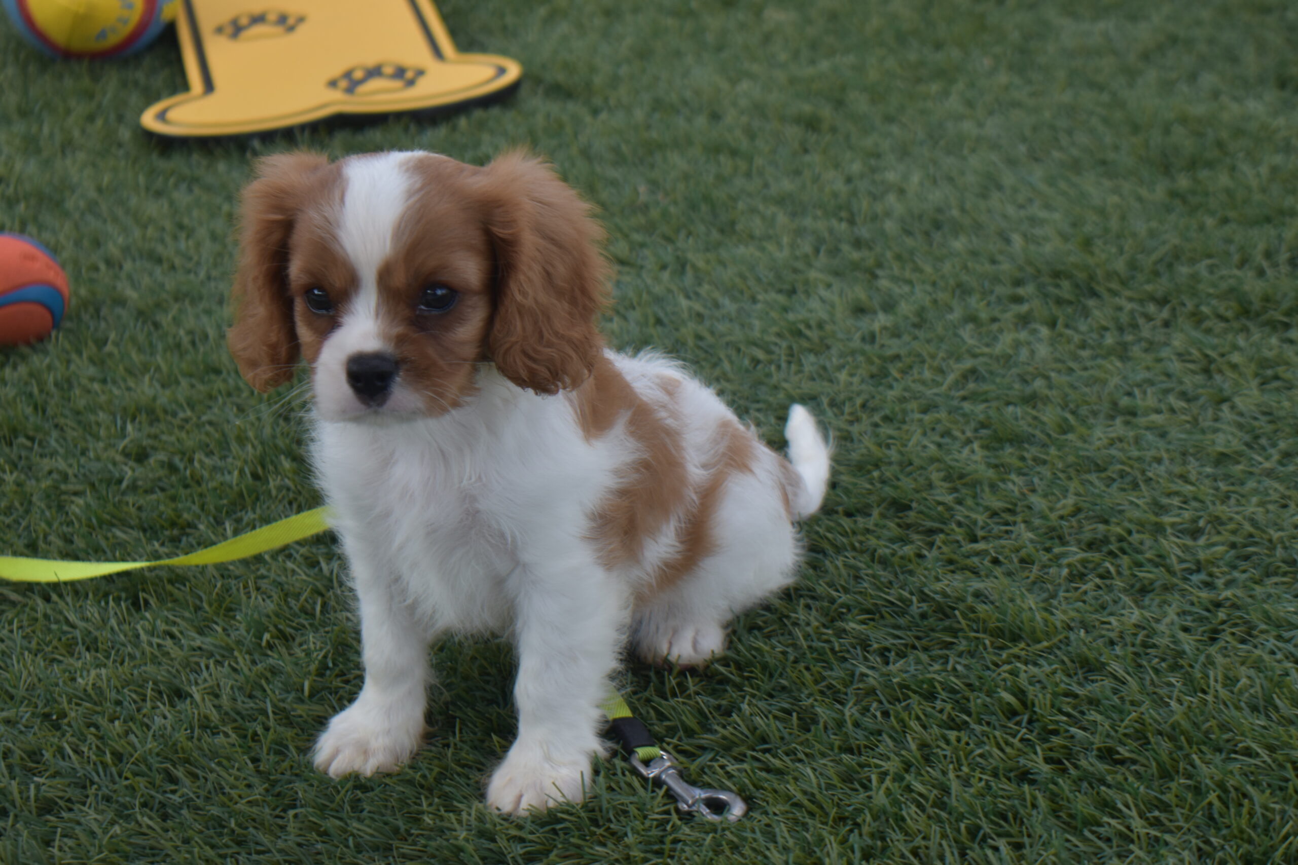 Mr.sparky the Cavalier - Image 2