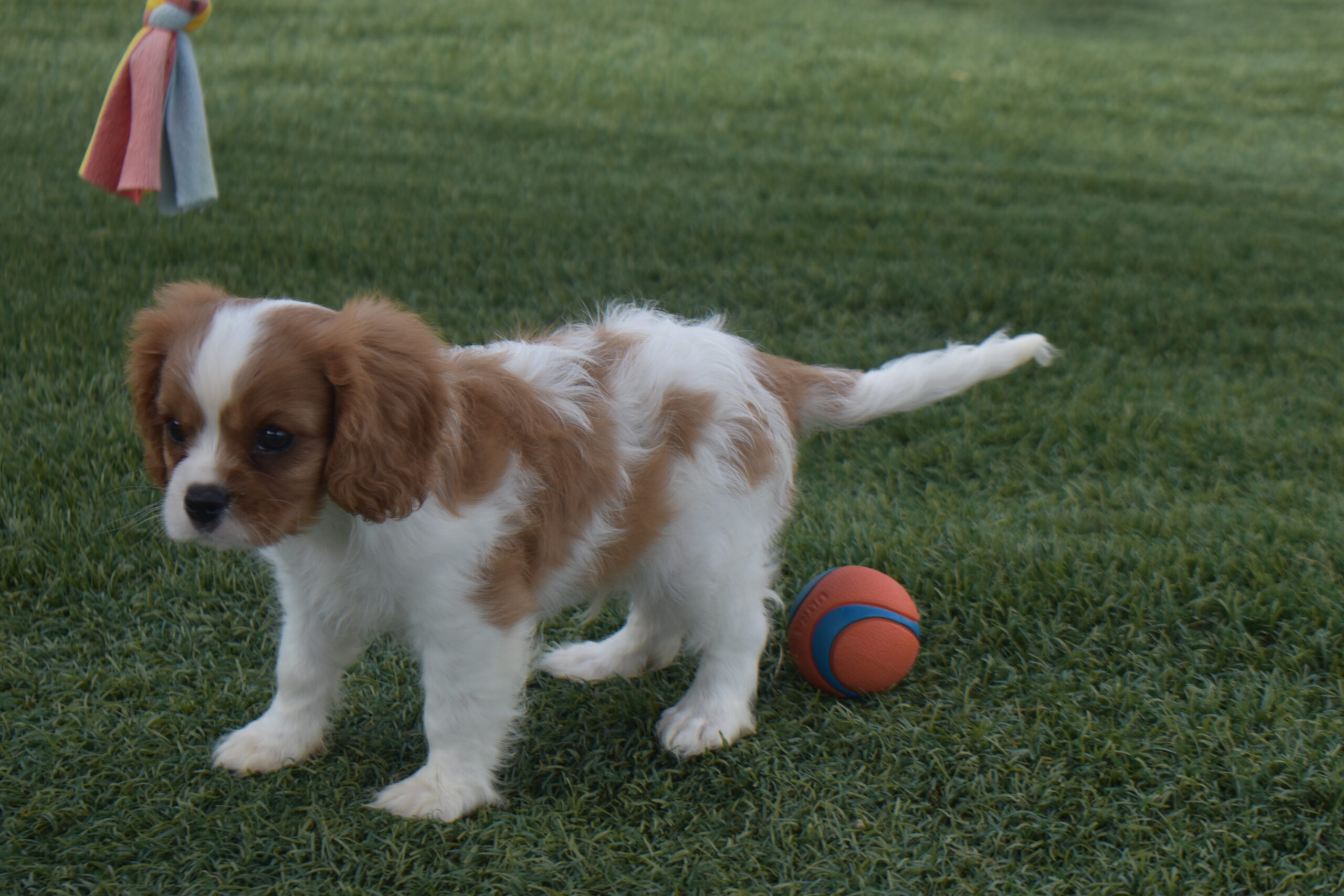 Mr.sparky the Cavalier - Image 5