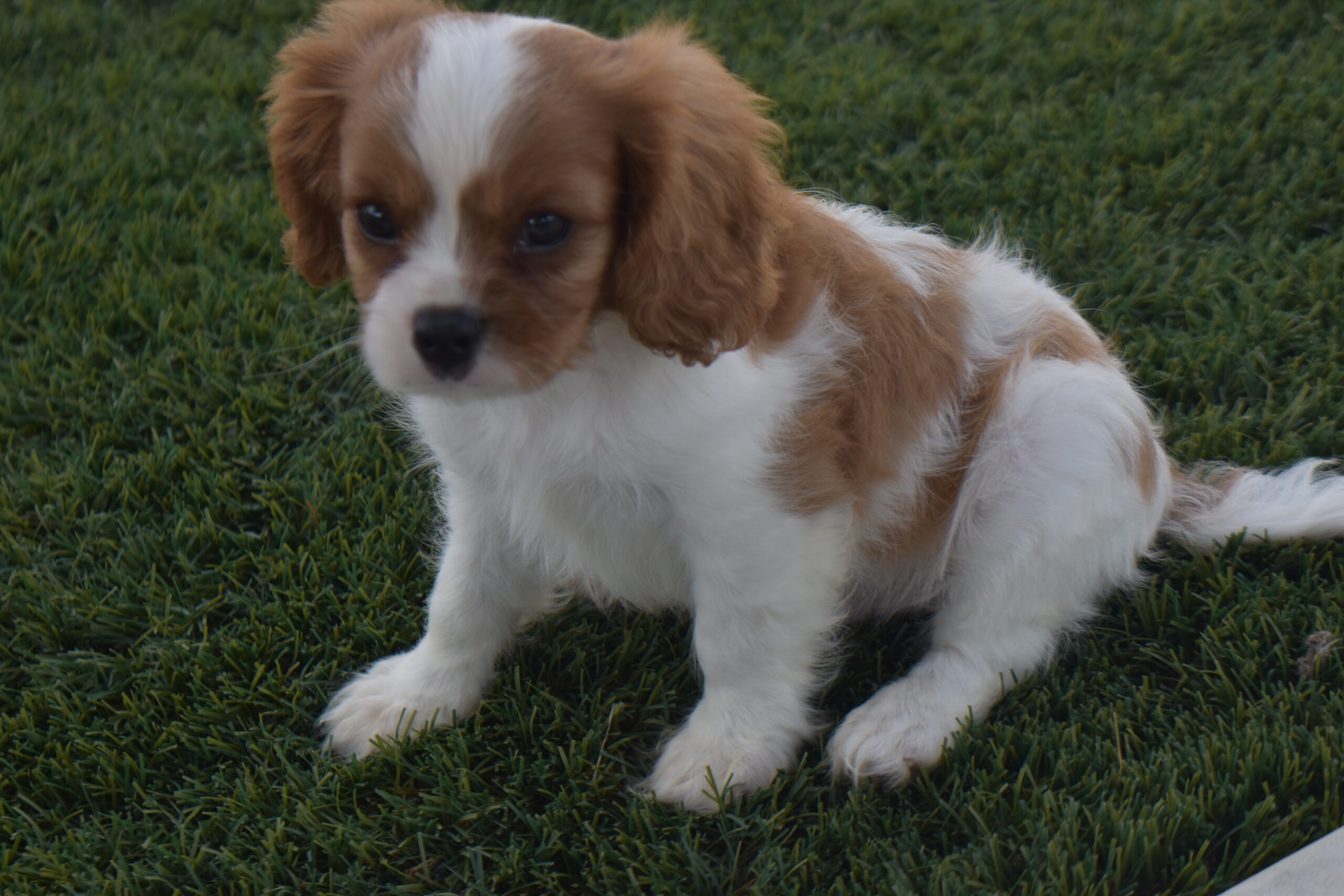 Mr.sparky the Cavalier - Image 4