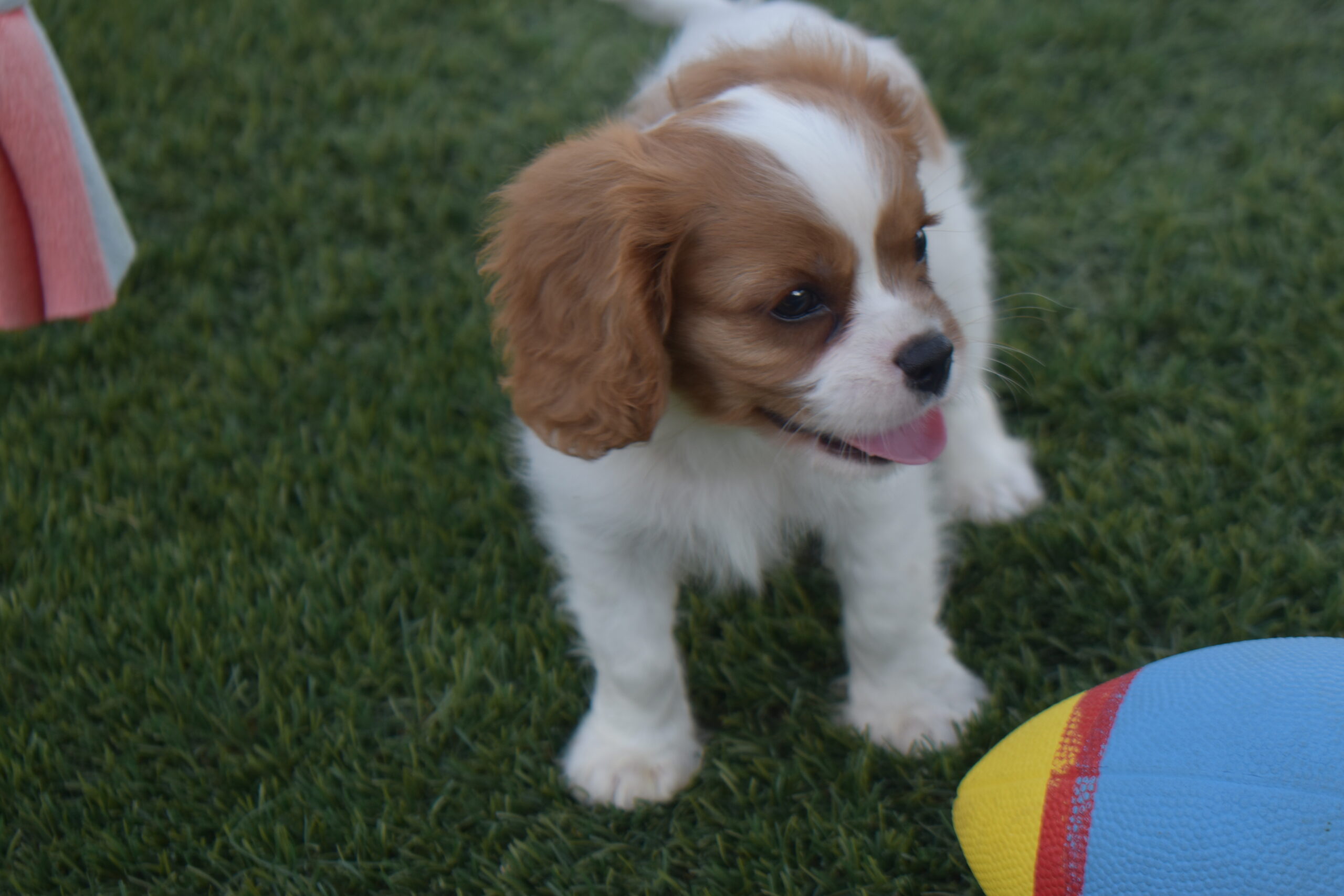 Mr.sparky the Cavalier - Image 3